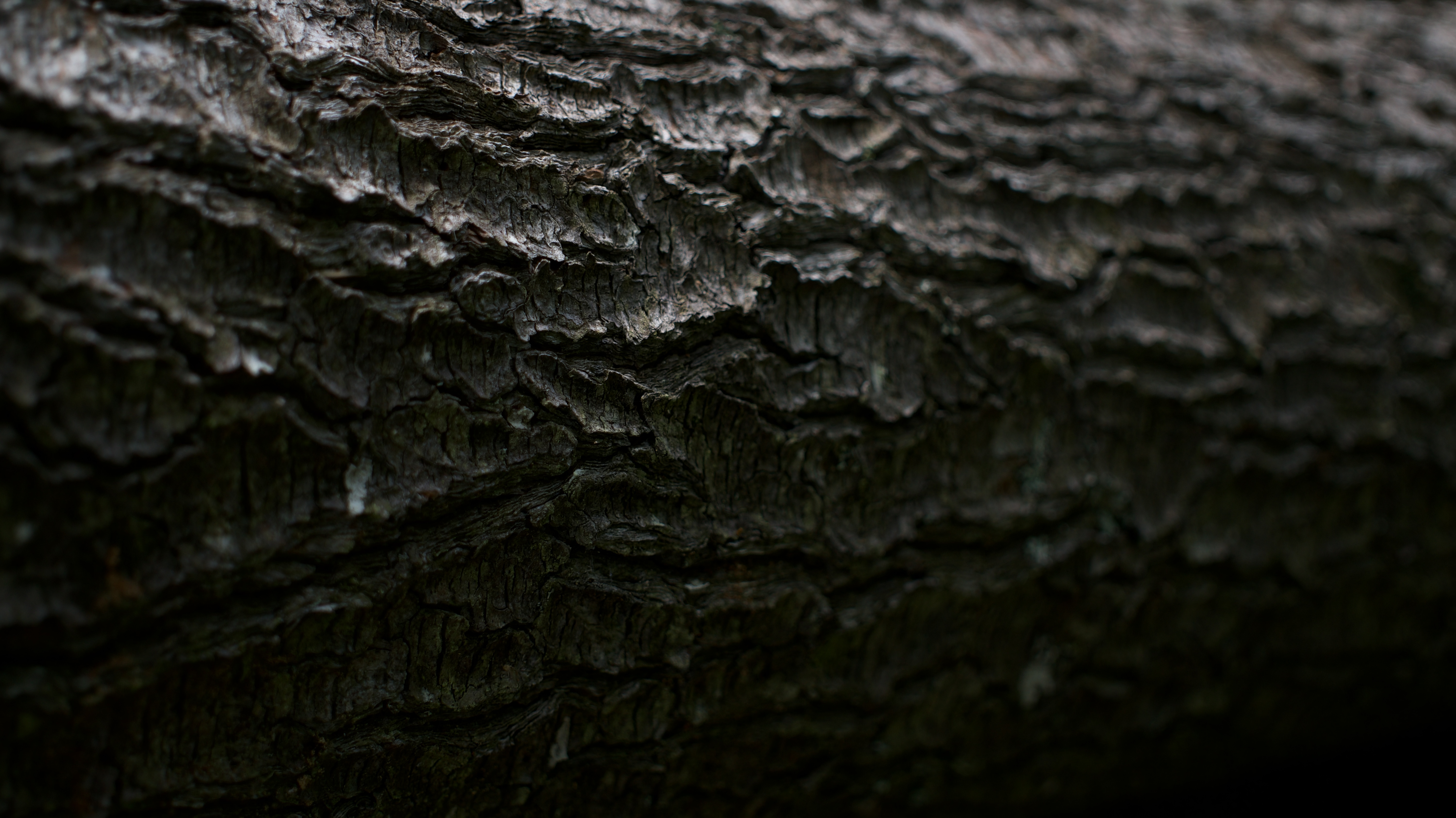 Bark Wood Texture Plants Tree Bark Wood 6000x3375