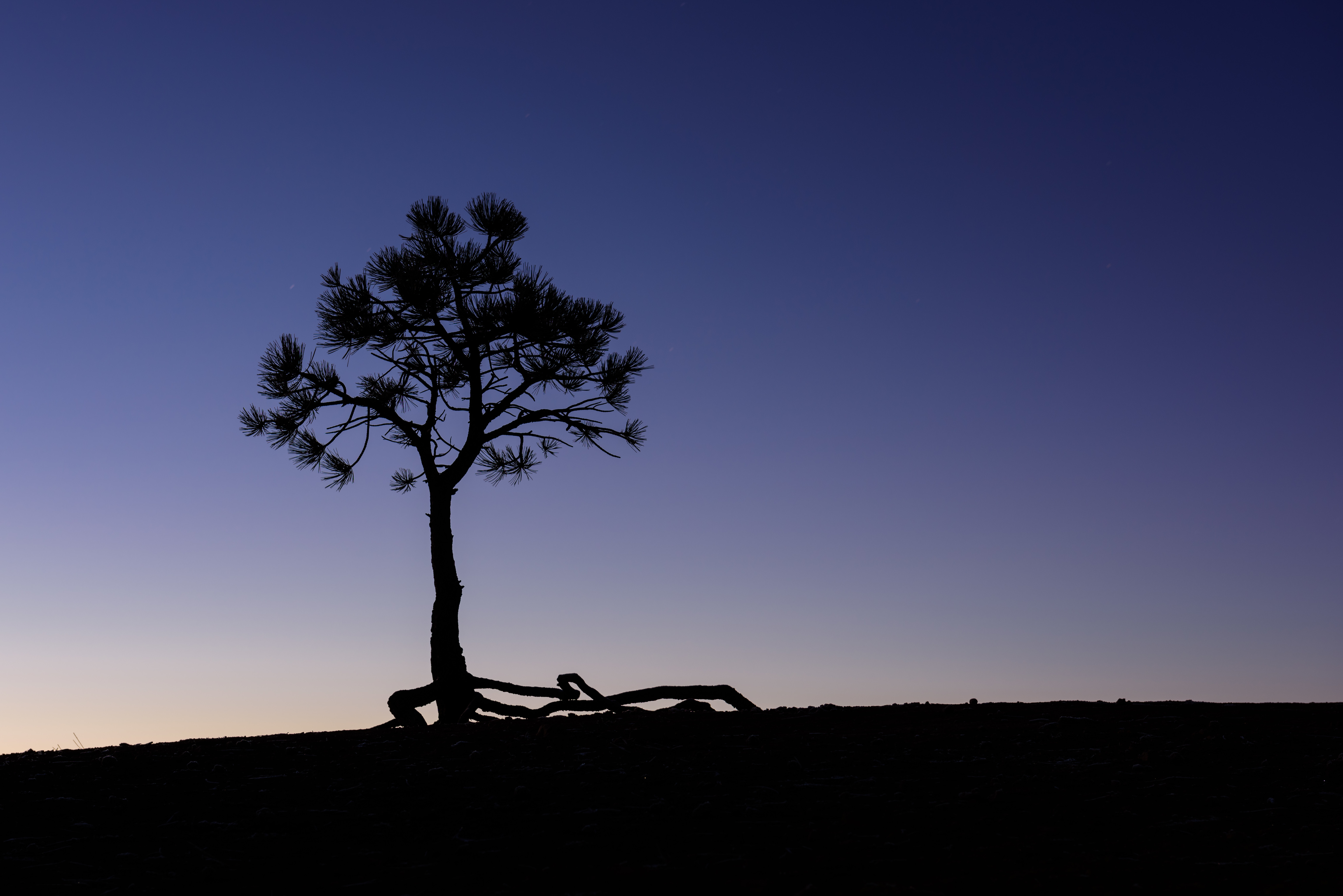 Simple Background Dusk Pine Trees Bryce Canyon National Park Silhouette Photography 6144x4101