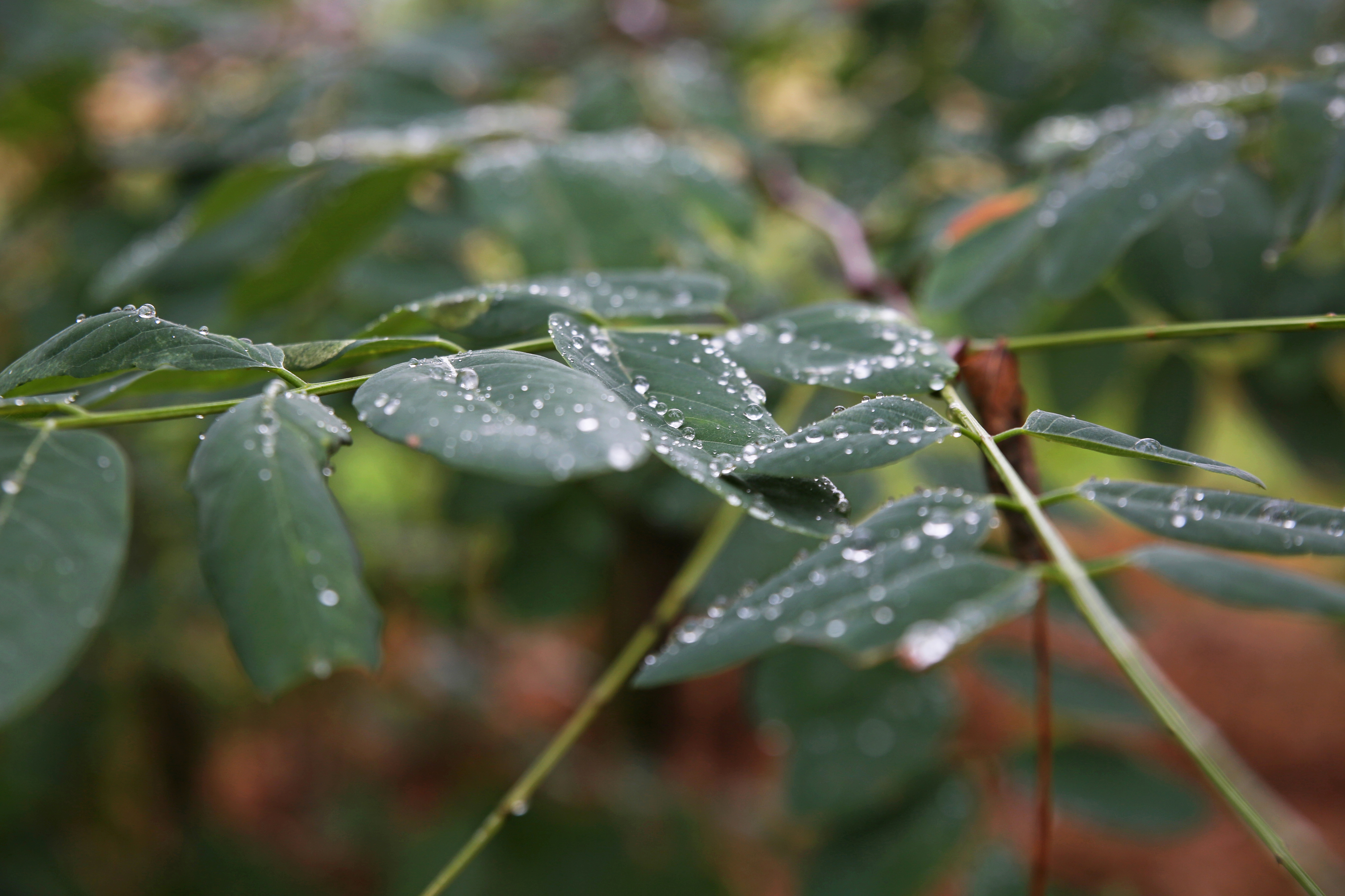Nature Leaves Dew Depth Of Field Water Drops 5469x3644