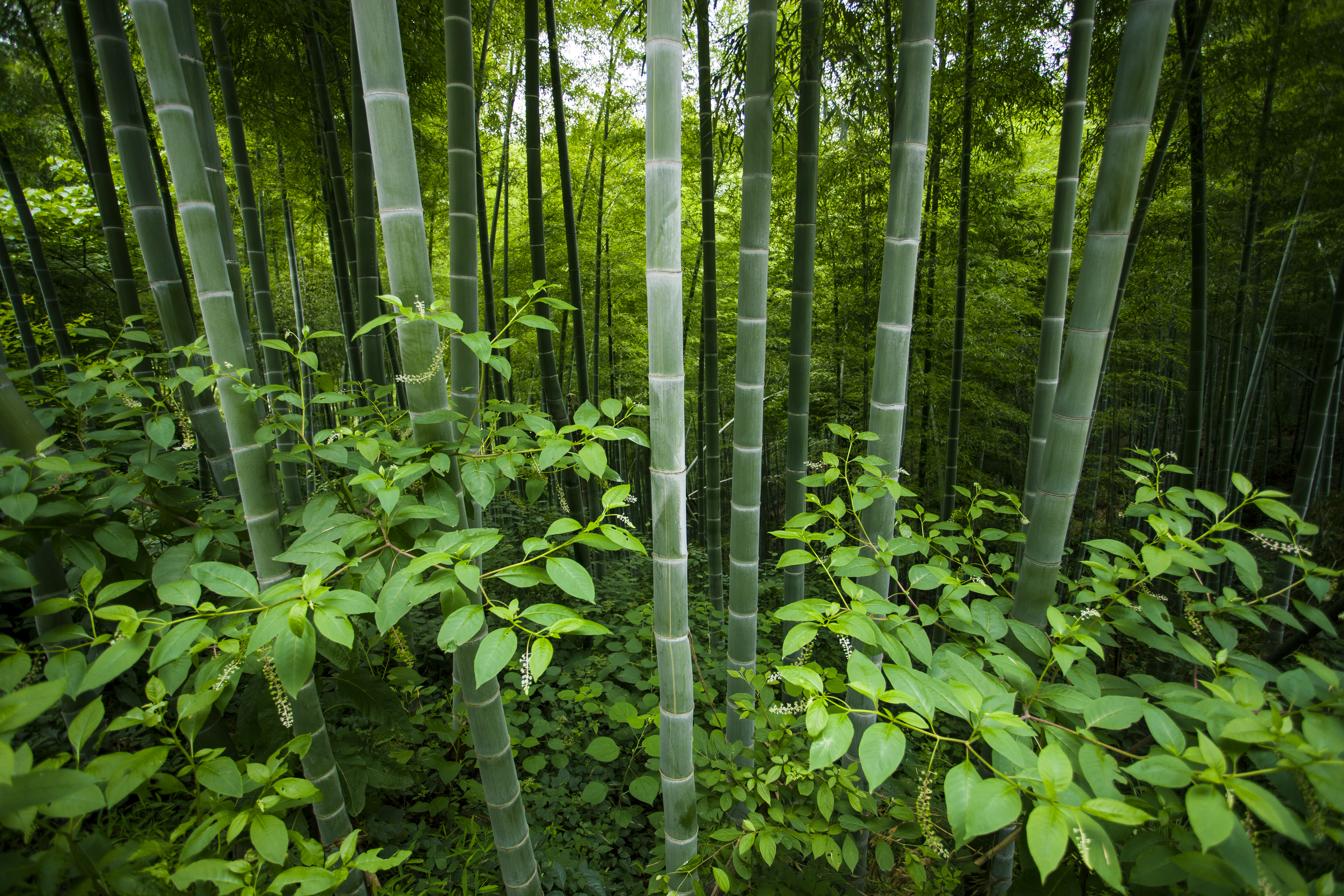 Nature Landscape Leaves Bamboo Forest 5616x3744