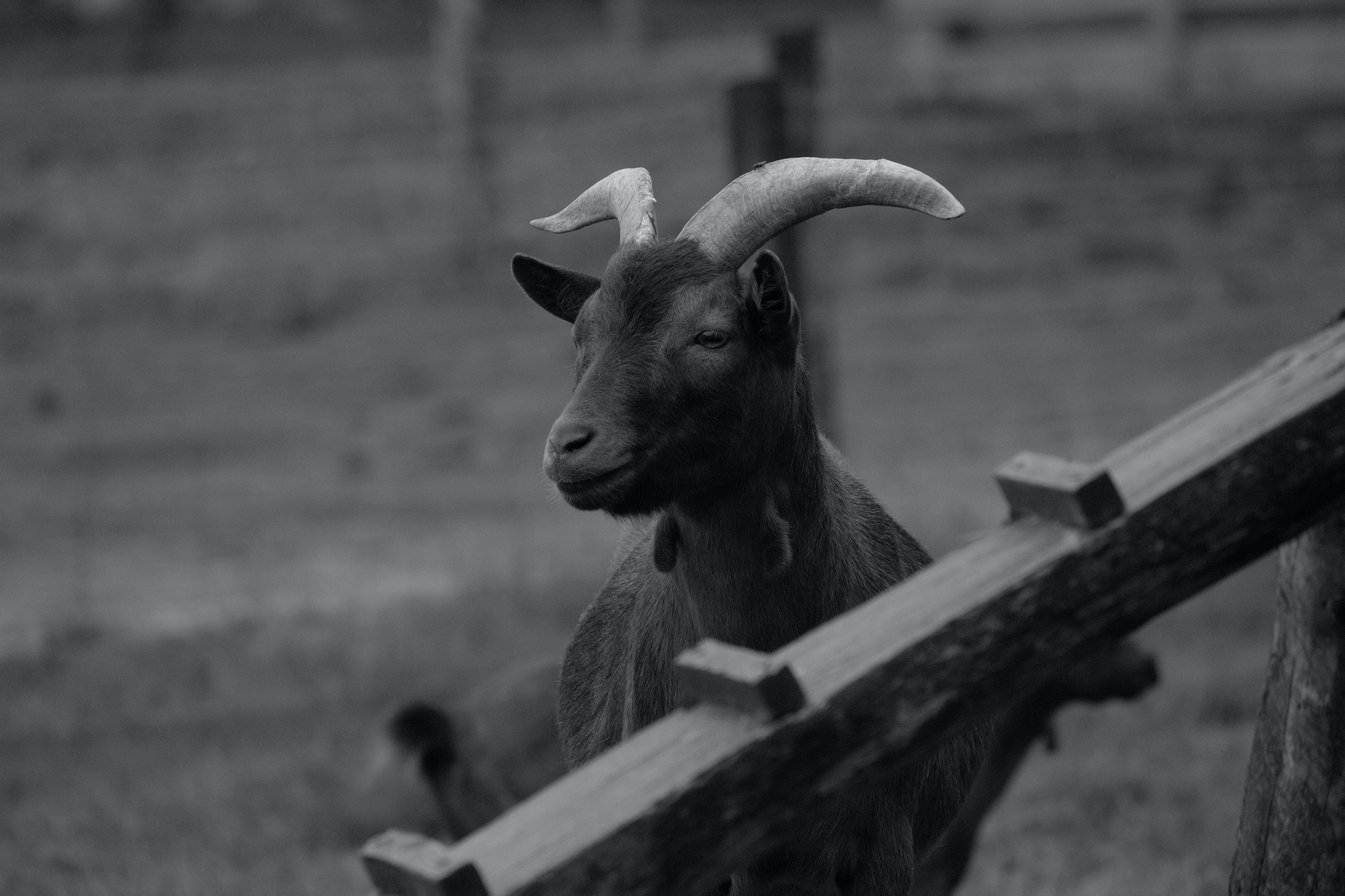 Goats Monochrome Horns Animals Nature 5196x3462