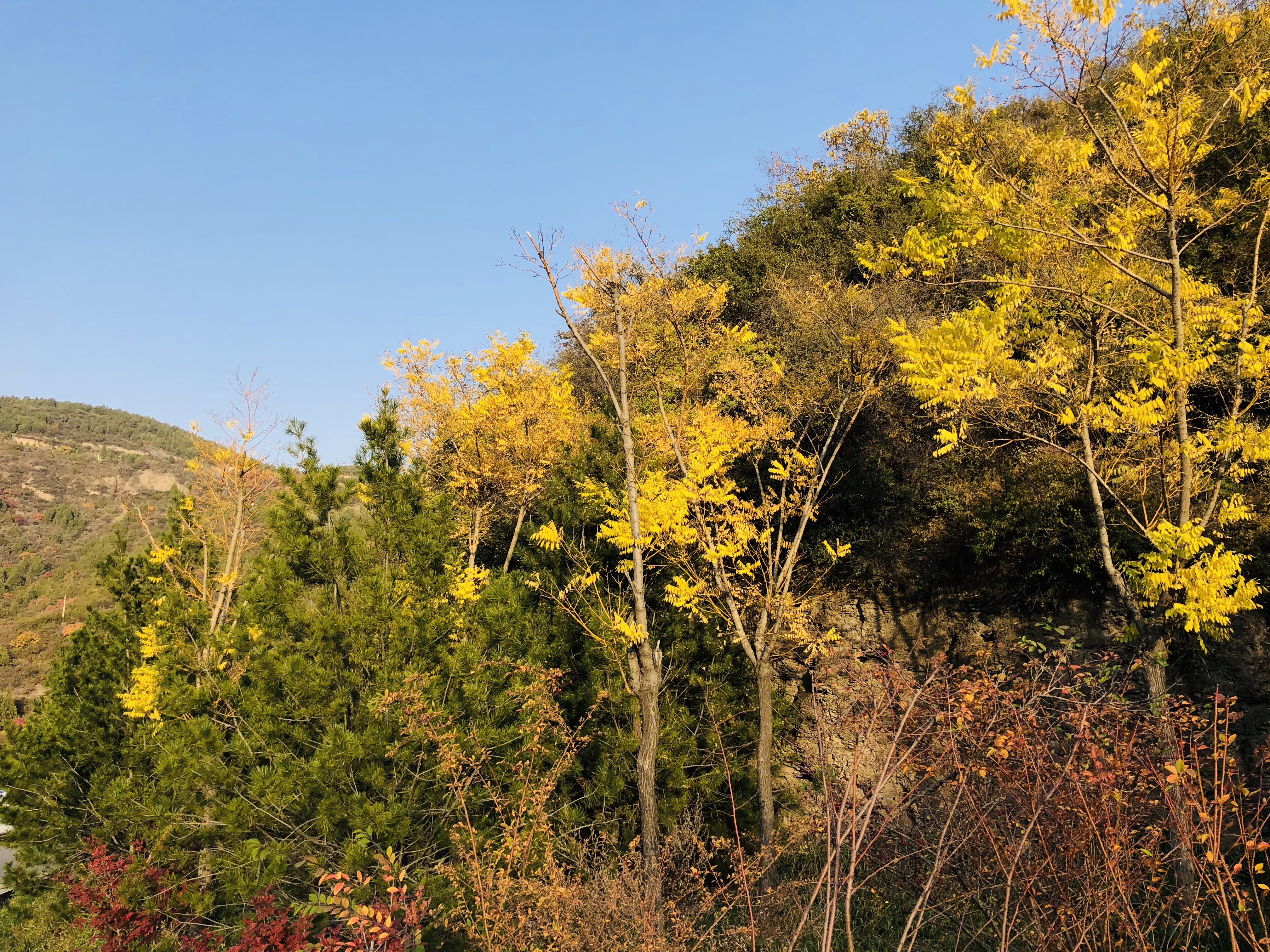 Seasons Trees Photography Nature 4032x3024