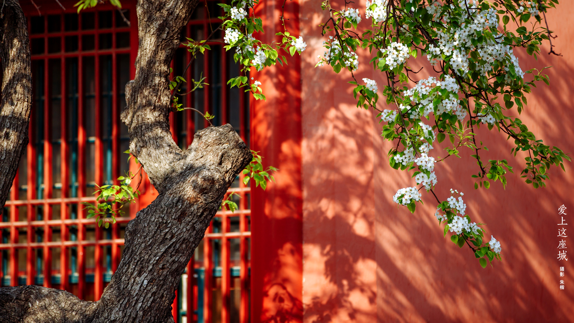 Forbidden City Architecture Palace Trees Flowers 1920x1080