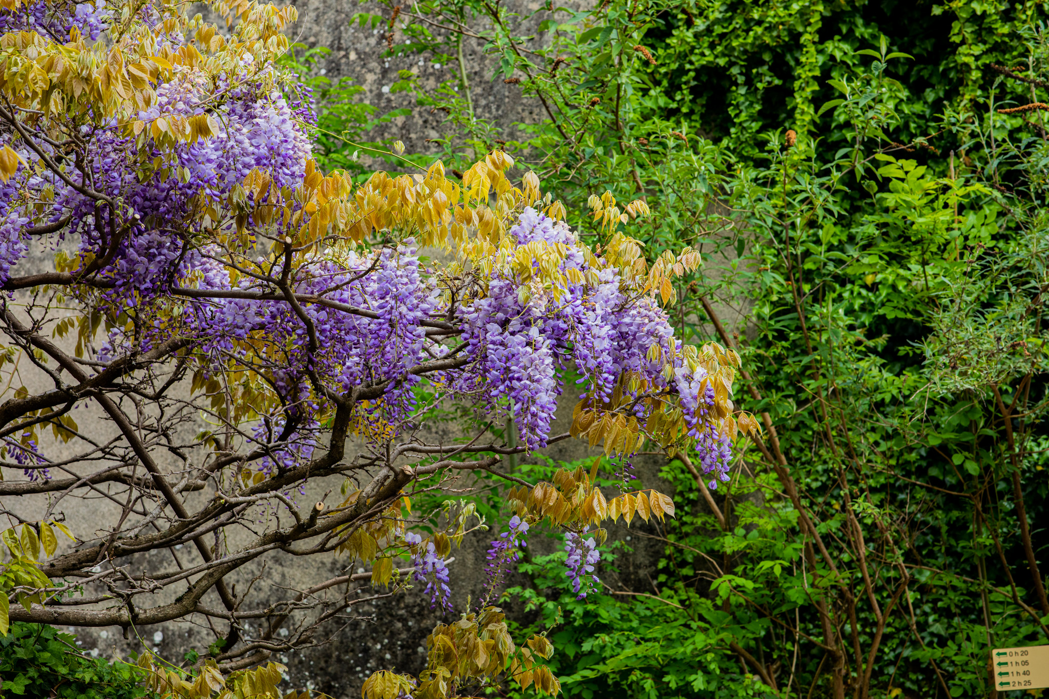 Photography Outdoors Nature Greenery Flowers Leaves Trees Vines Shrubs Plants Wisteria Branch 2048x1365