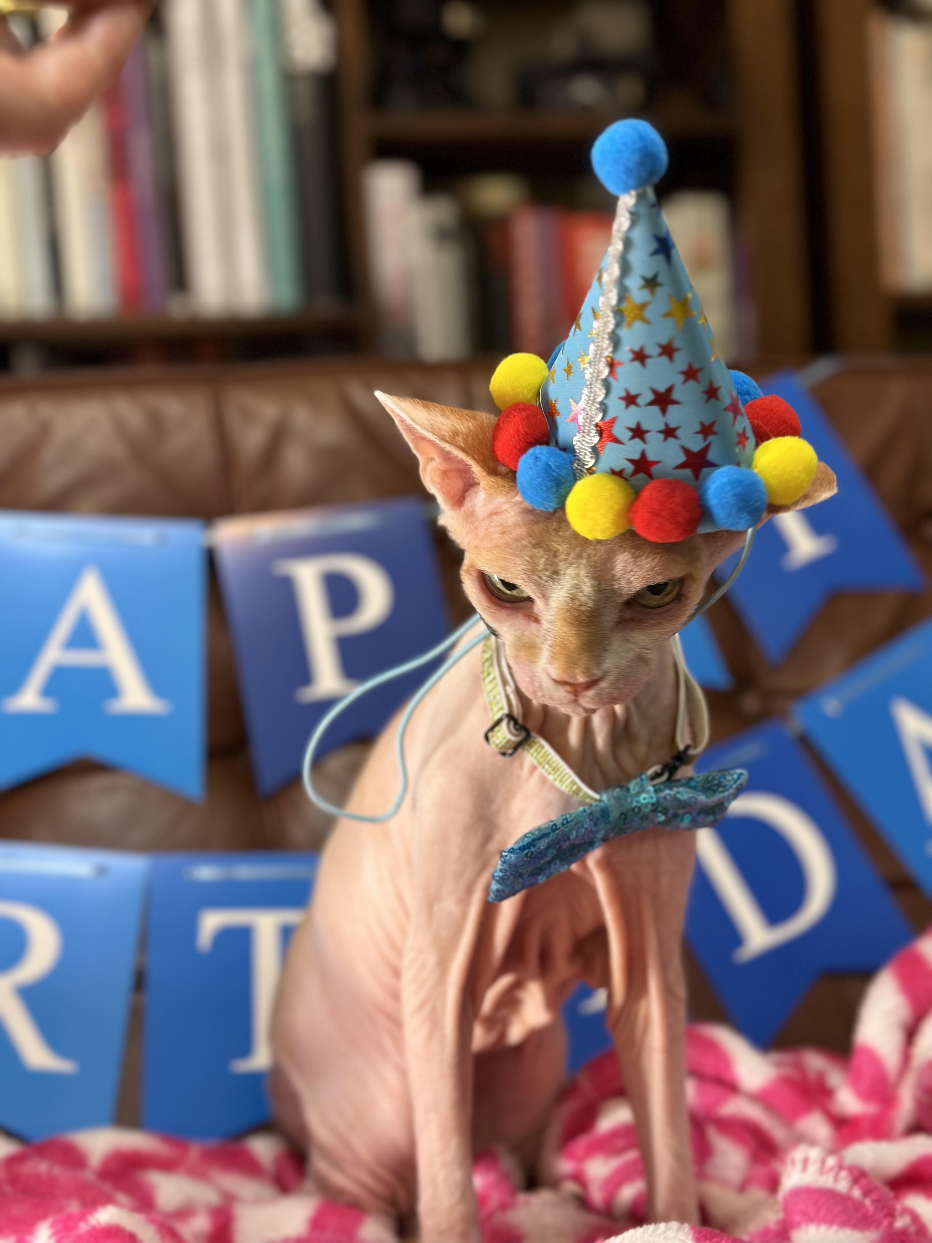 Cats Sphinx Cat Angry Funny Hats Collar Portrait Display Animals Looking At Viewer Hat Birthday 3024x4032