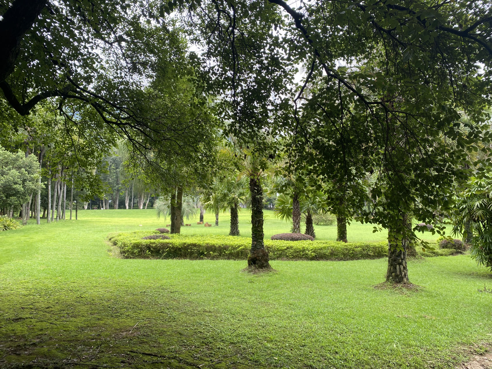 Forest Trees Green Lawns Simple Background Minimalism Nature Grass Landscape 1706x1279