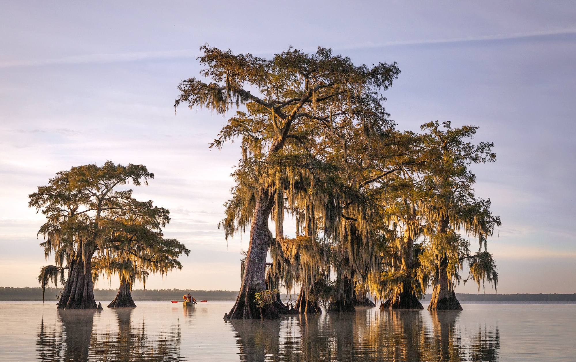 Louisiana Cypress Tree Swamp Boat 1999x1256