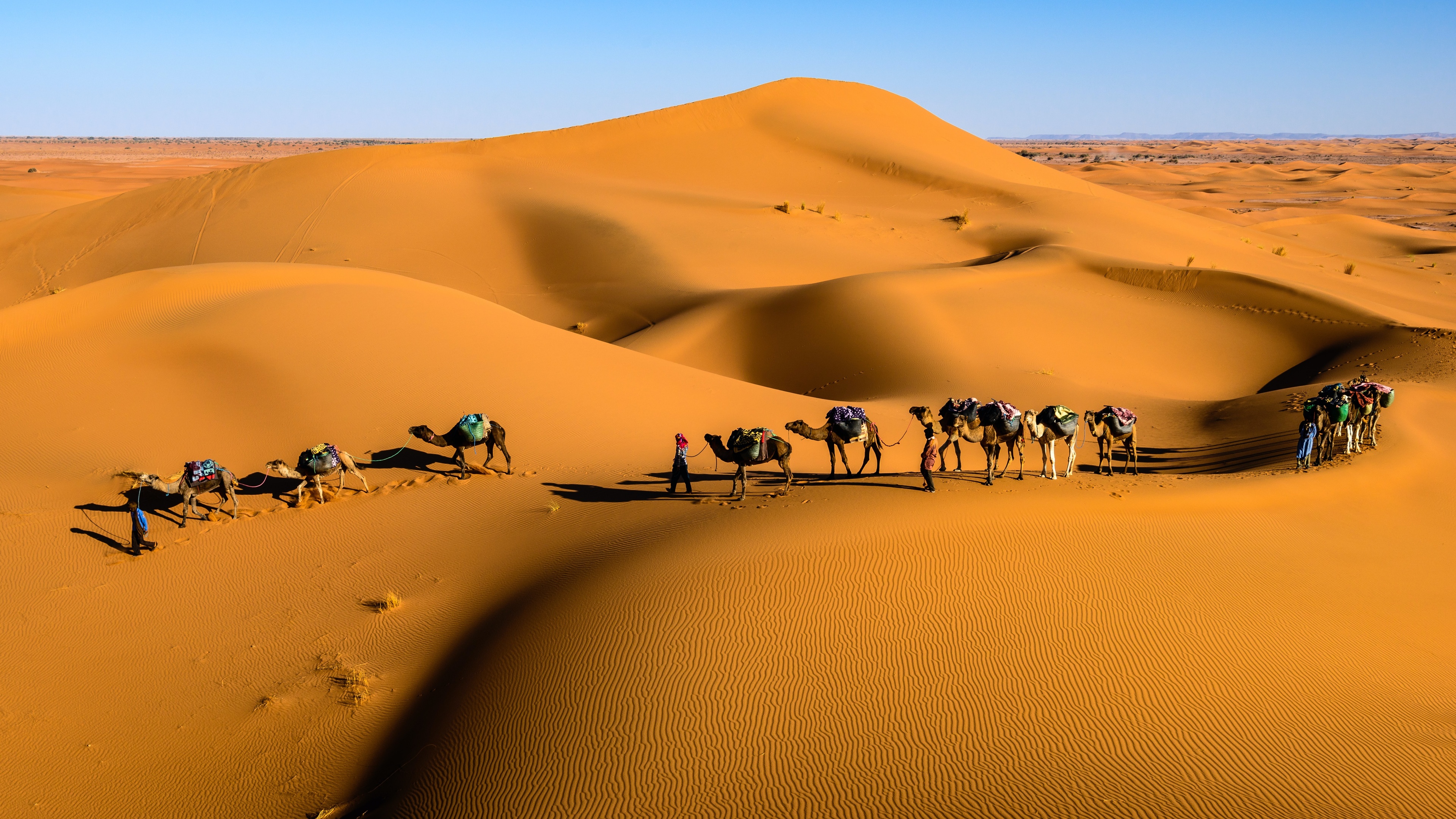 Desert Camels Dunes Nature Sand Animals Walking Landscape 3840x2160