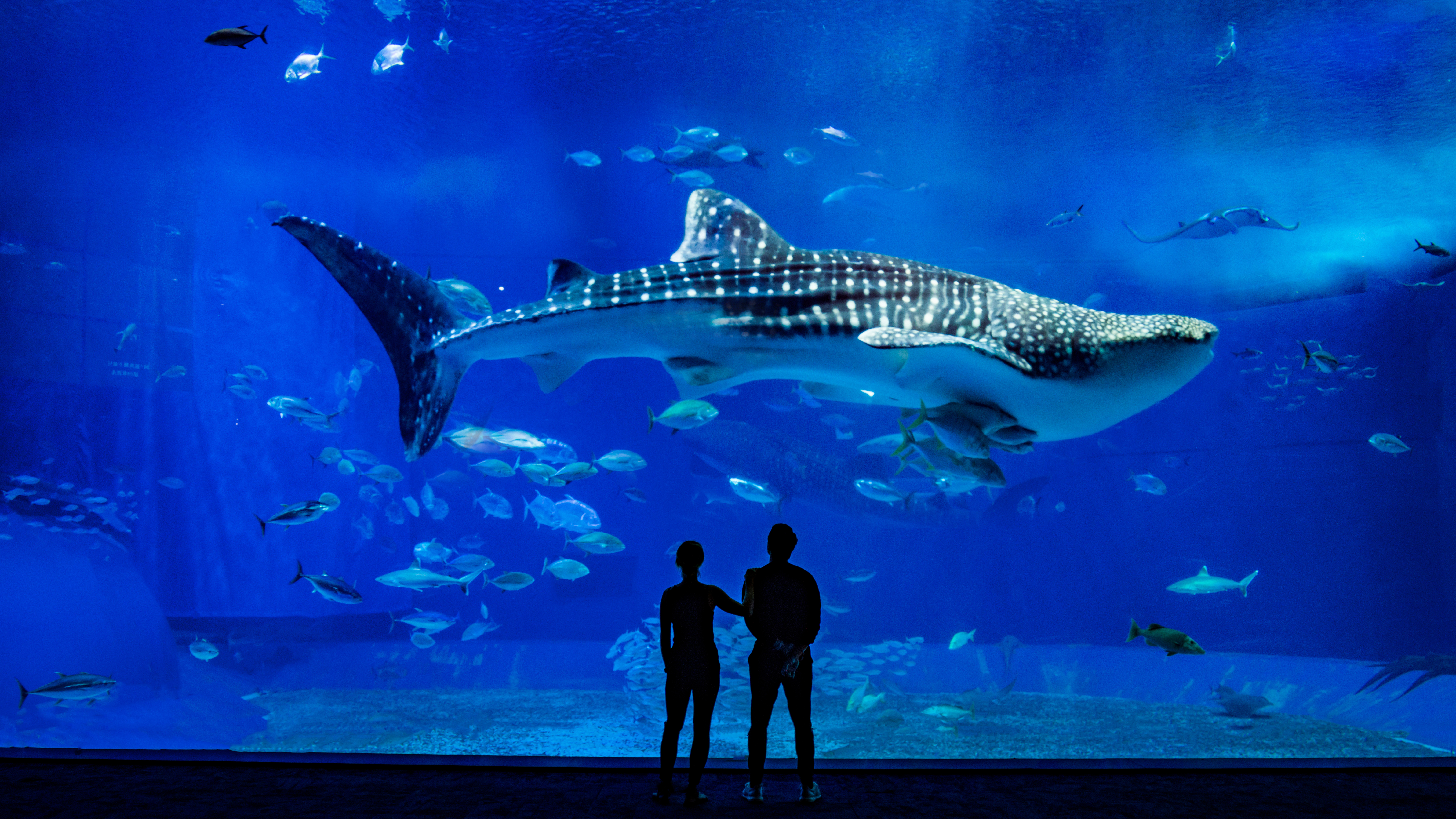 Trey Ratcliff Photography Silhouette Fish Japan Okinawa Water Animals Shark Aquarium 7680x4320