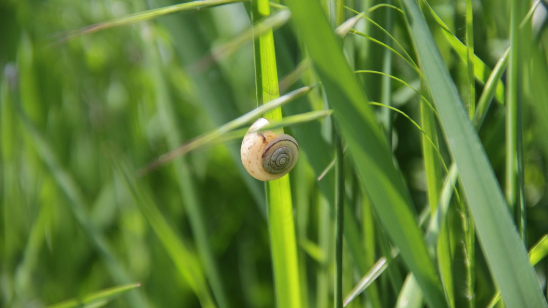 Grass Macro Nature Snail Spring Green Insect Animals 1920x1080