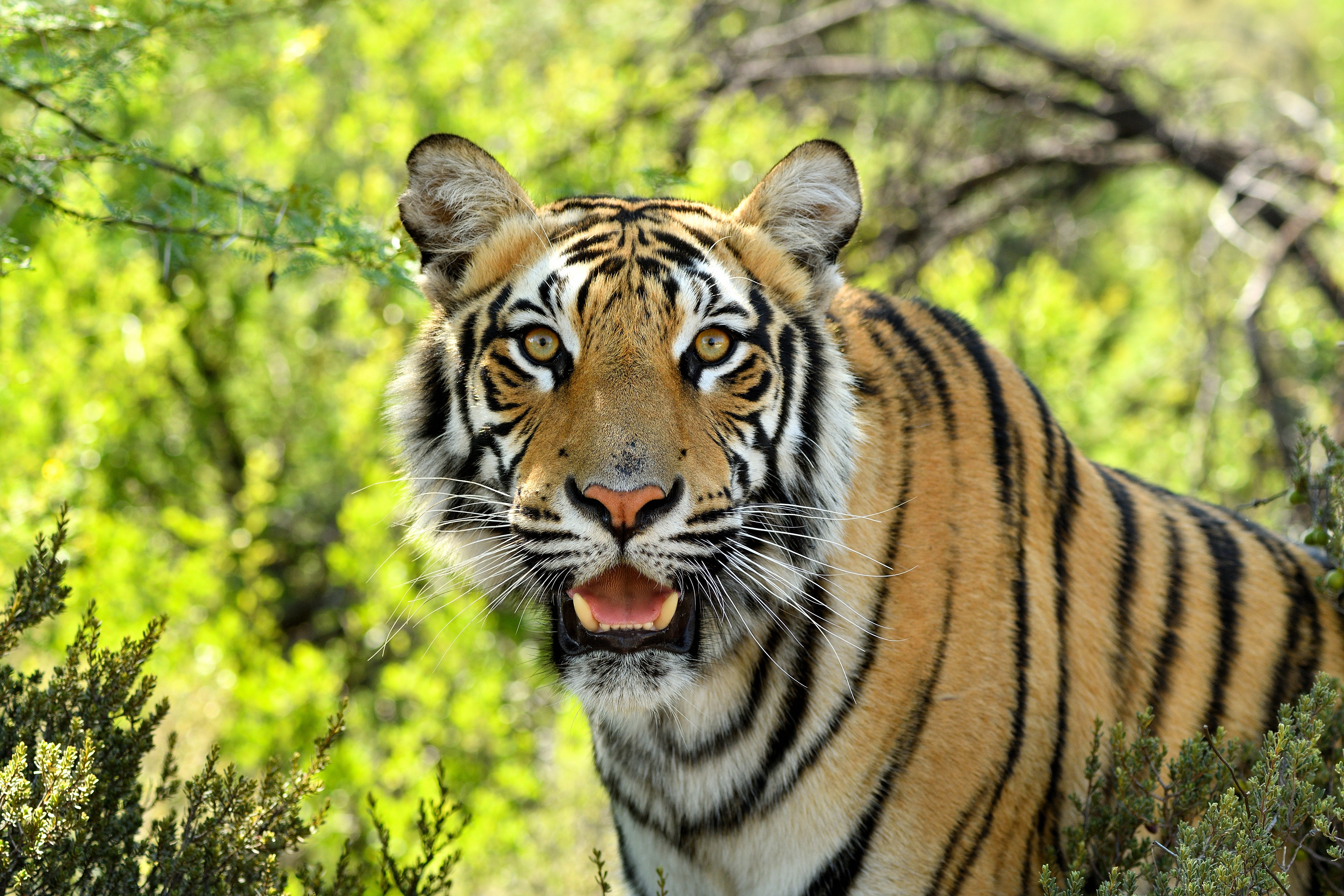 Animal Tiger 5568x3712