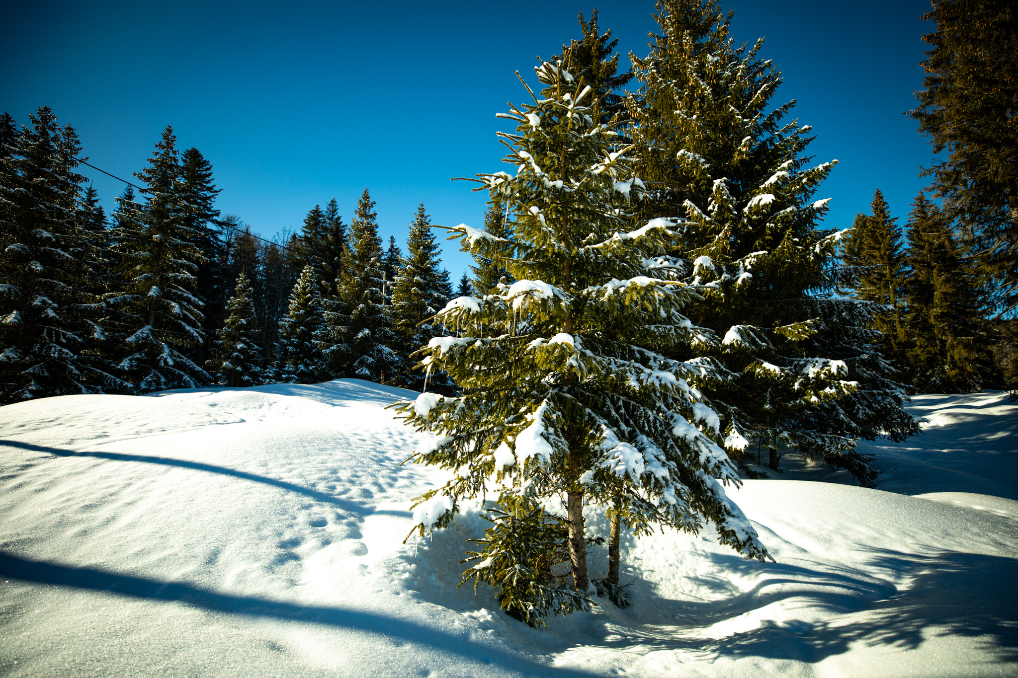 Nature Photography Outdoors Landscape Trees Forest Snow Winter Pine Trees 2048x1365