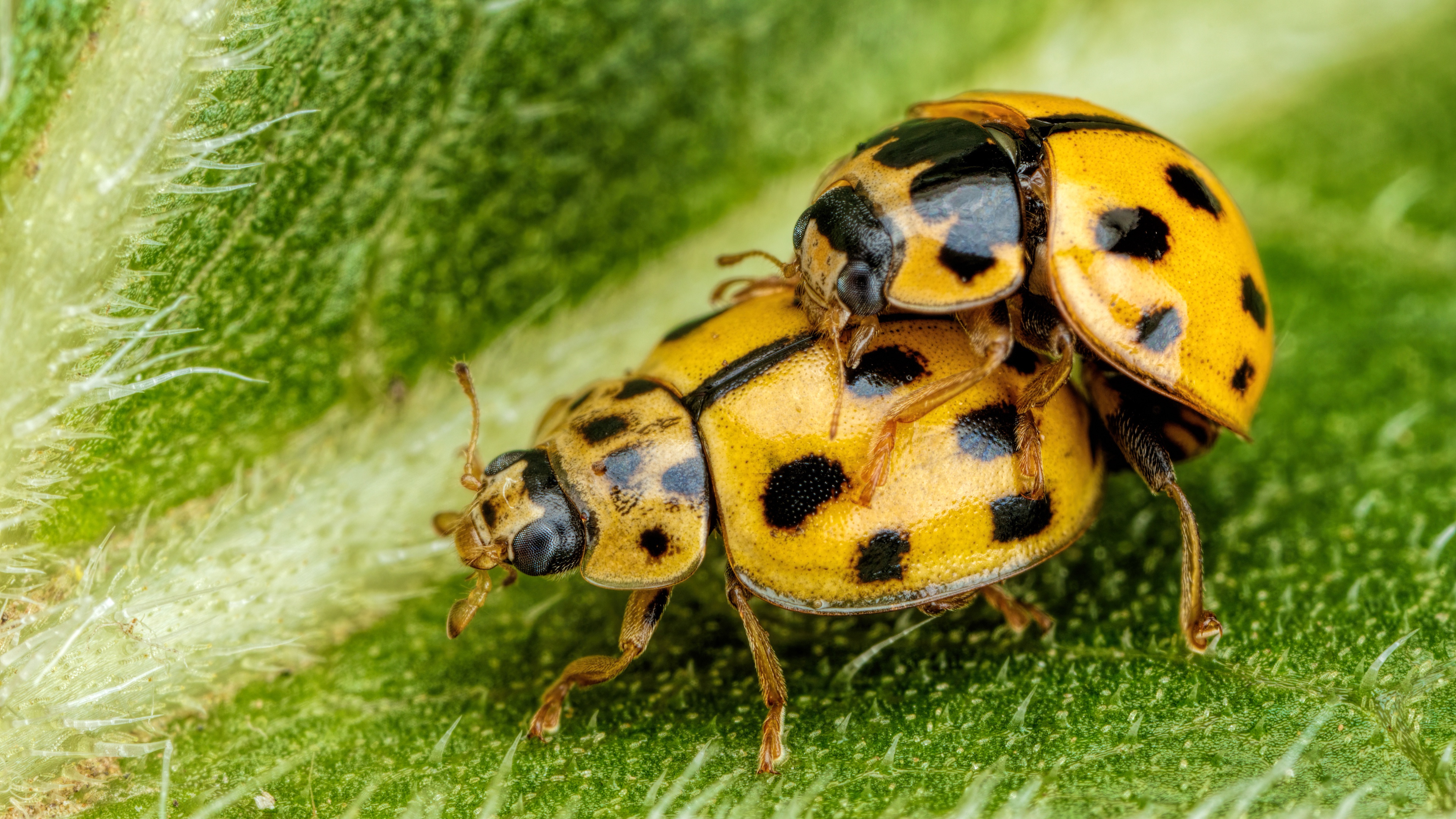 Animal Ladybug 3840x2160