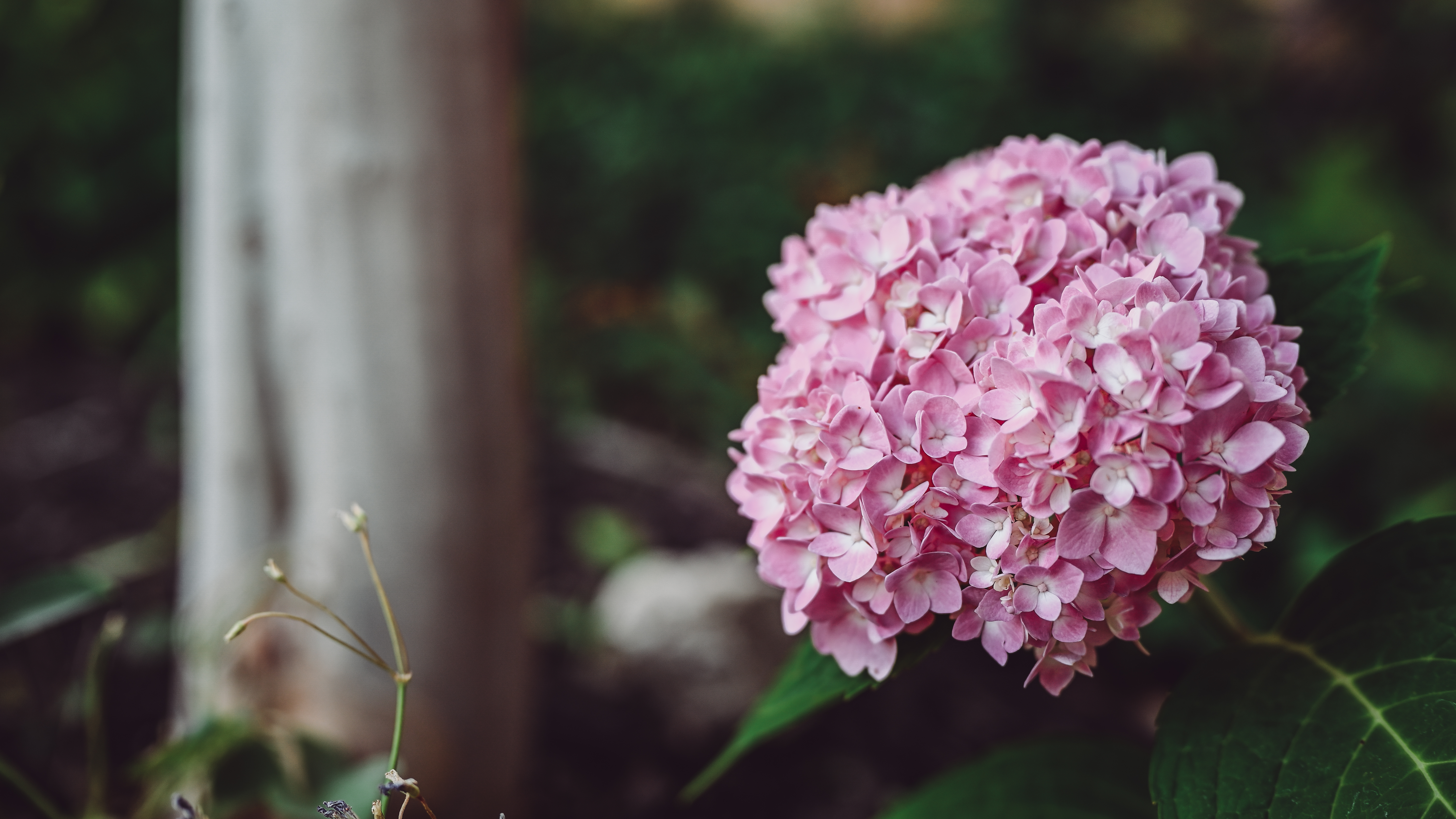 Nature Flowers Photography Pink Flowers Outdoors 55mm 6016x3384