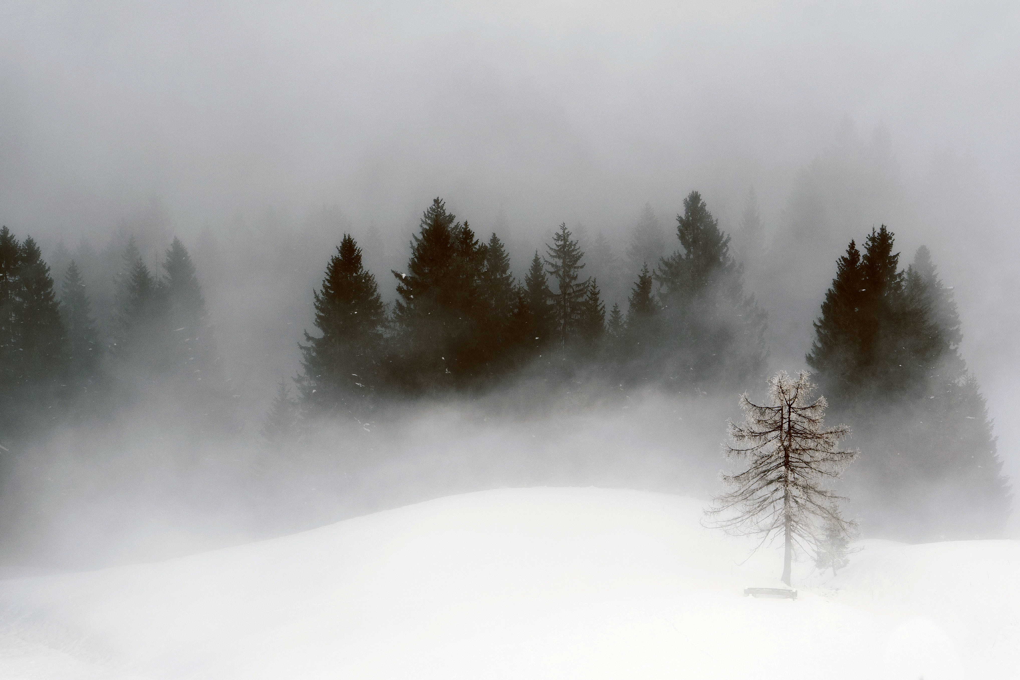 Mist Snow Cold Landscape Pine Trees White Film Filter 4072x2715