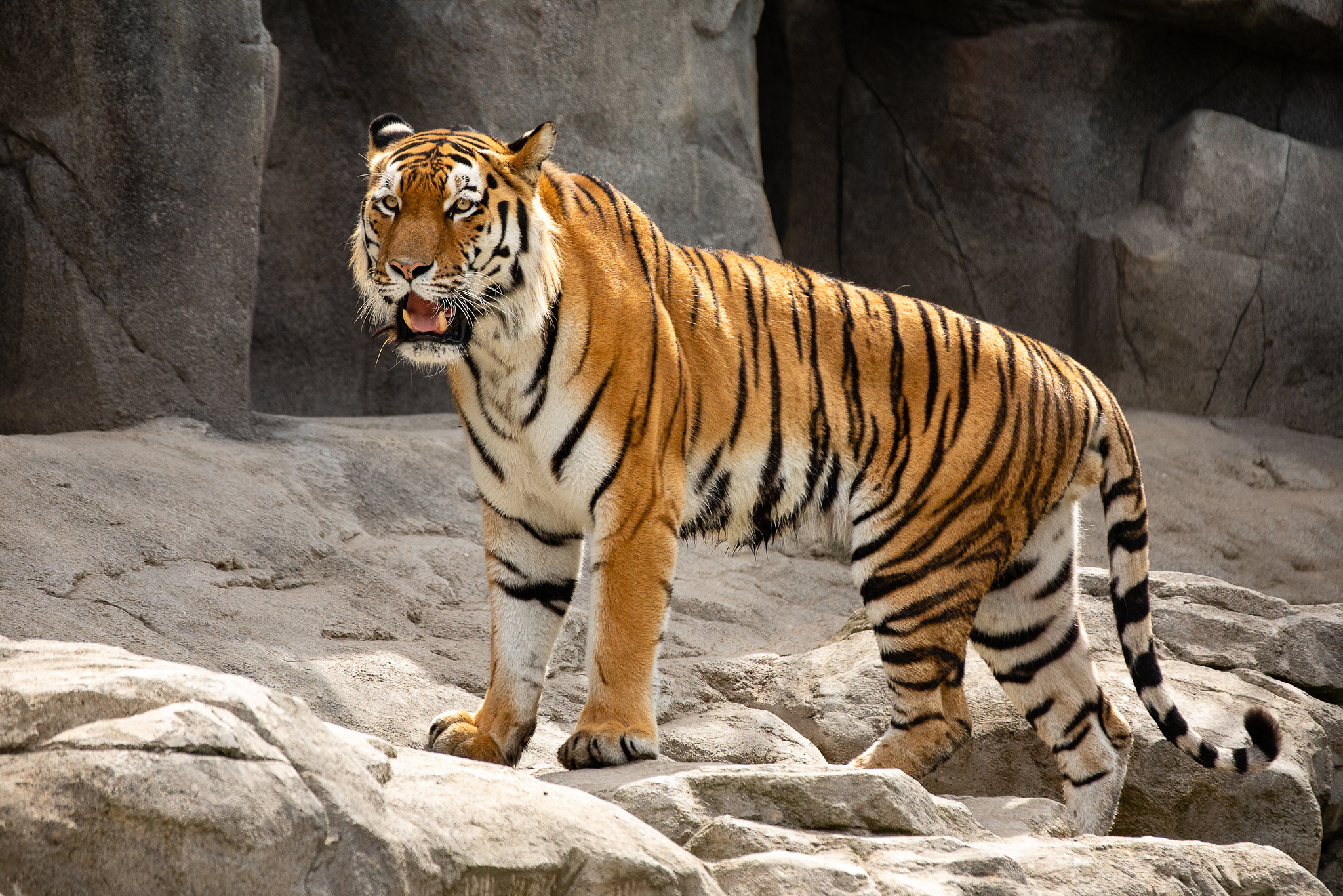 Dirk M Animals Tiger Stripes Fur Stone Tail Looking Away Open Mouth Fangs Feline Big Cats Nature Mam 2048x1366
