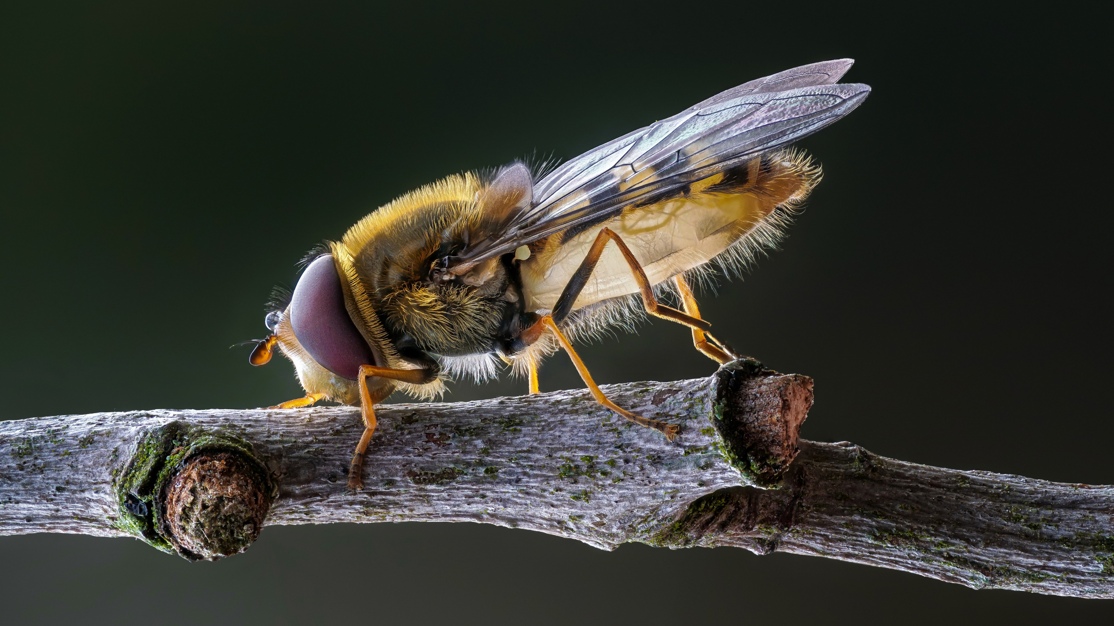Syrphid Fly Macro Insect Depth Of Field Animals Nature Twigs Branch 3840x2160
