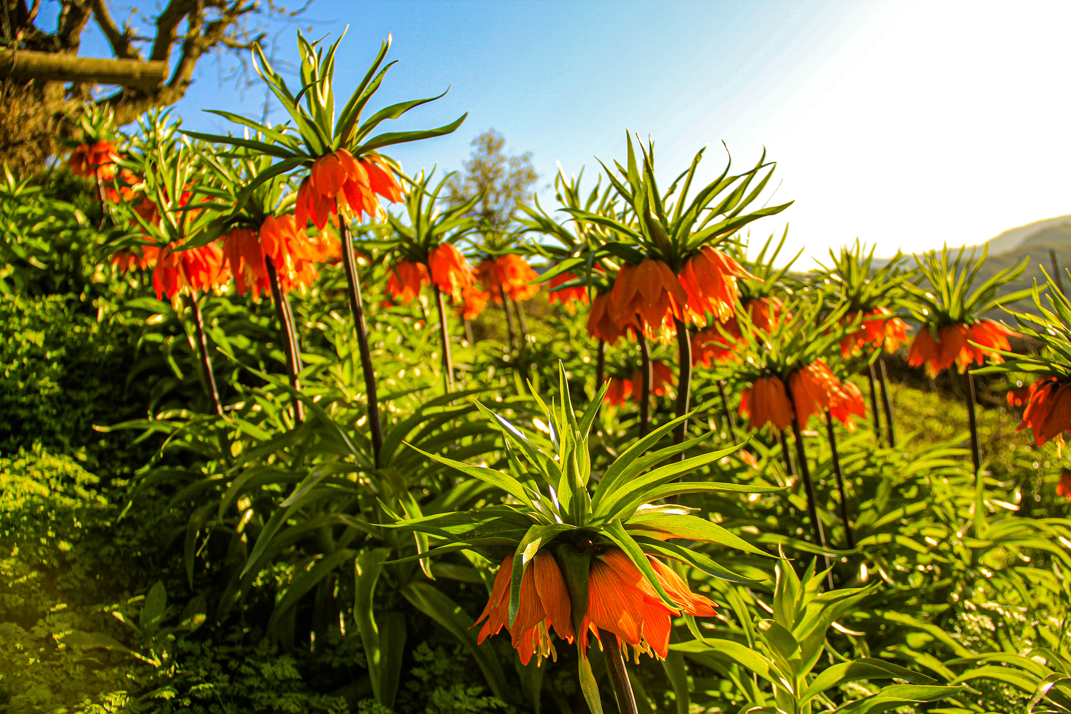 Nature Flowers Inverted Turkey Sunlight Sky Depth Of Field Plants 3500x2333