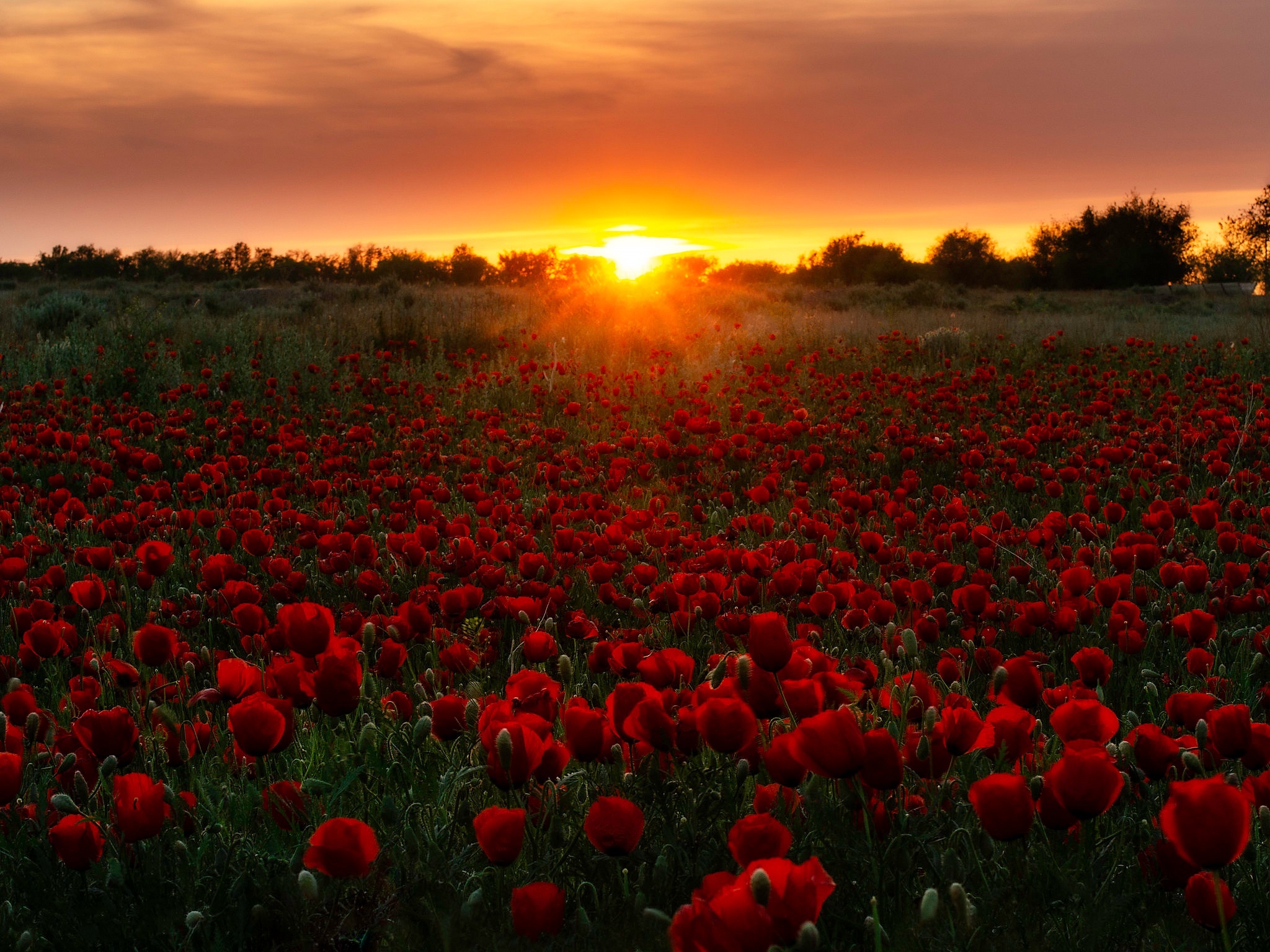 Field Sunset Nature Red Flower 2048x1536