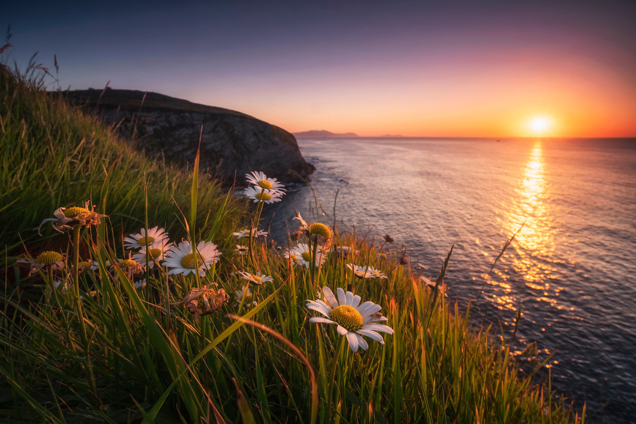Biscay Sea Flower Coast Camomile Spain Sunset 2047x1365