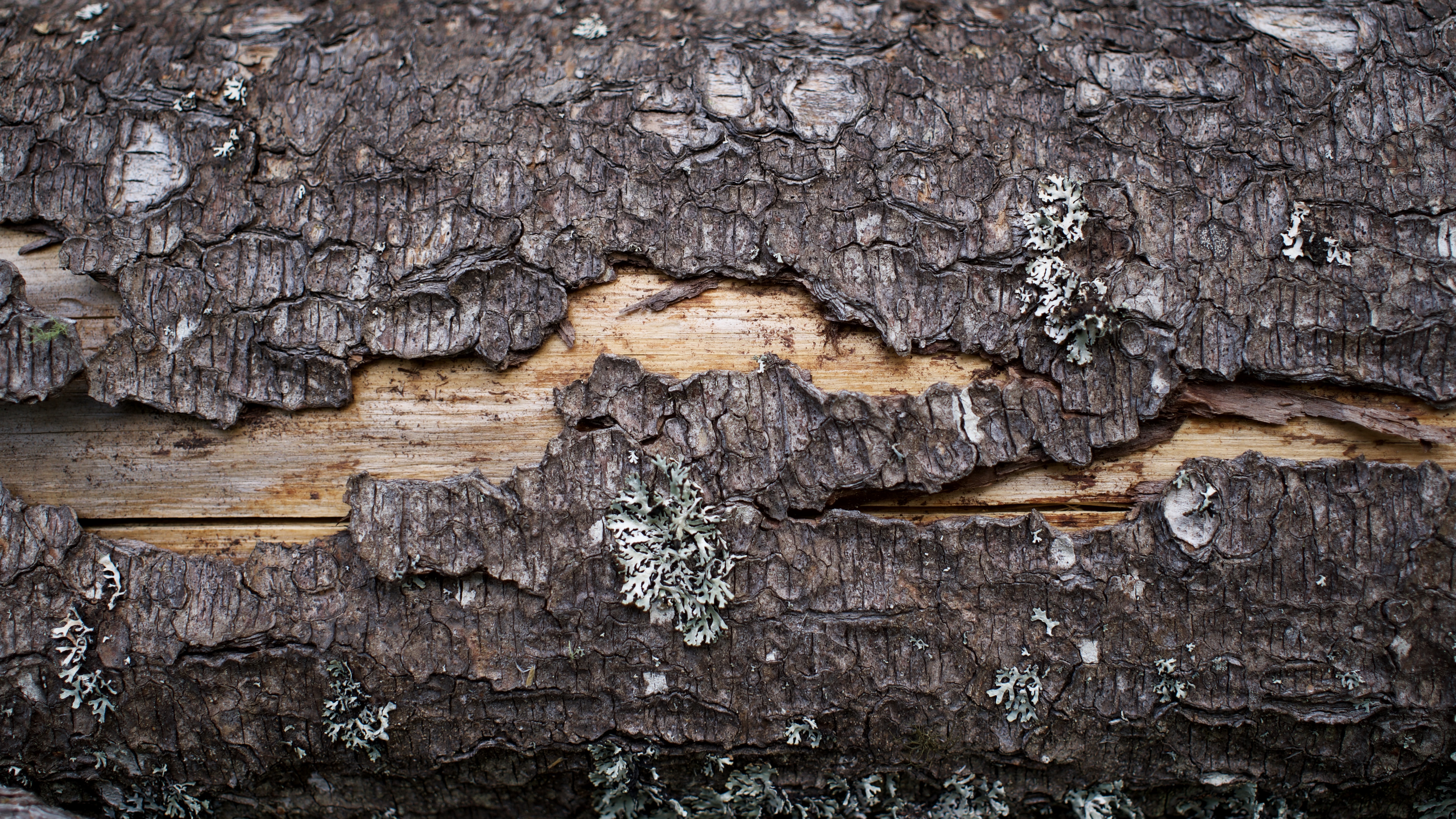 Nature Tree Bark Wood Wood Texture Log 6000x3375