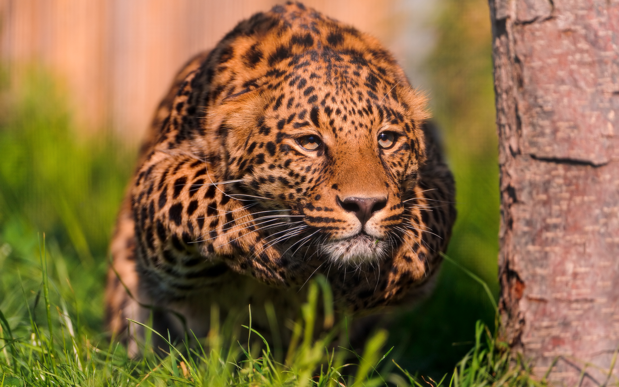 Animal Leopard 2560x1600