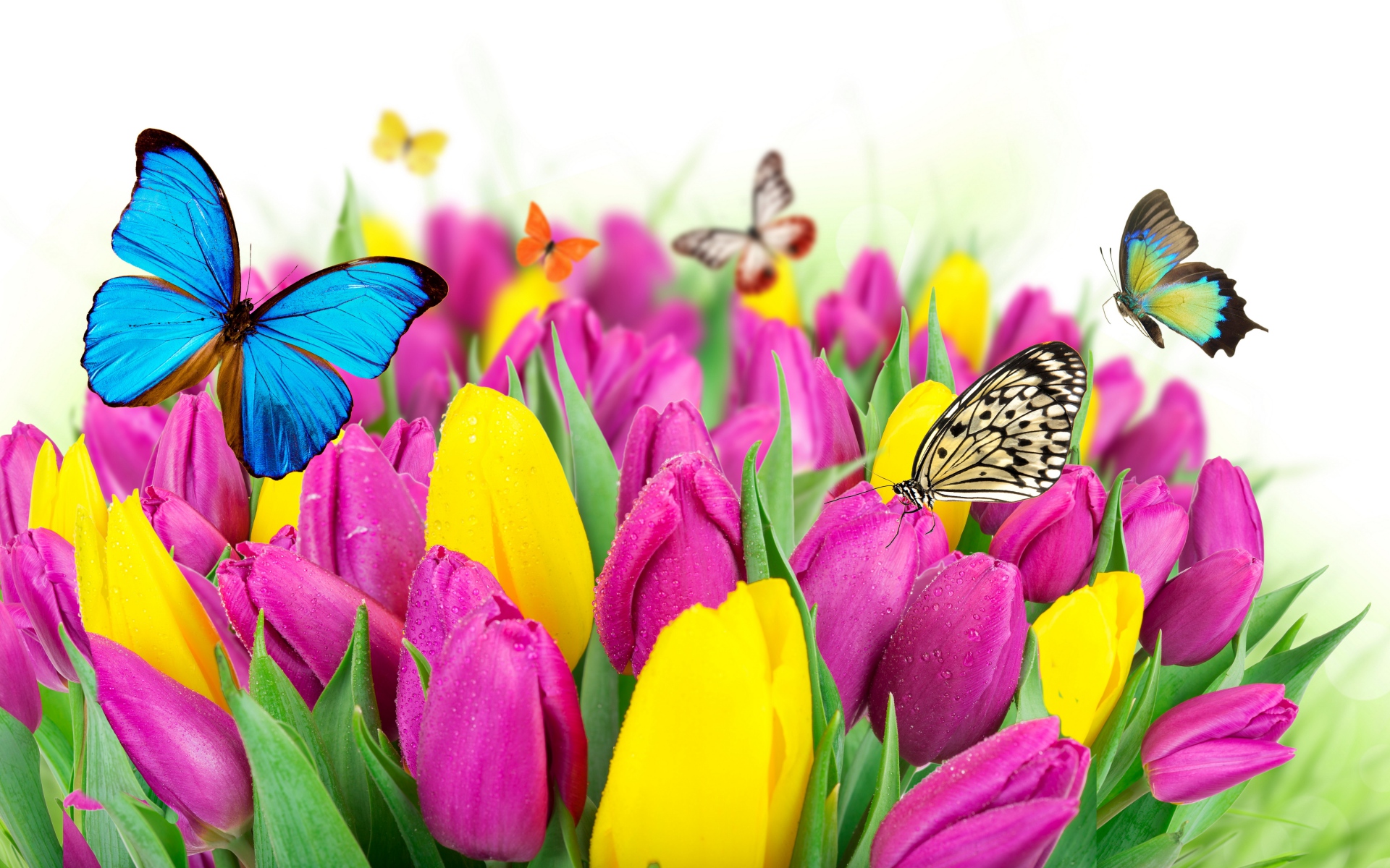 Flowers Colorful Butterfly Tulips Macro Insect 1920x1200