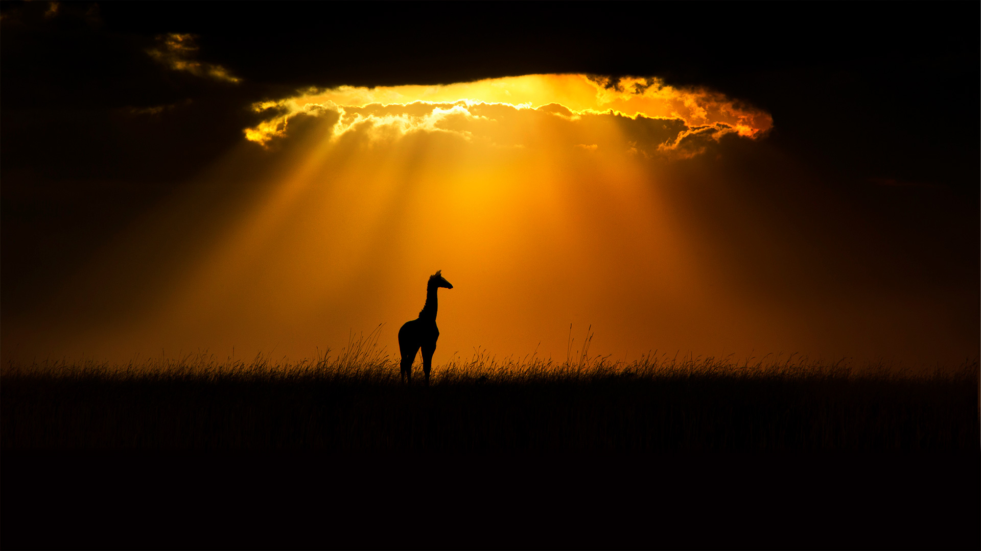 Giraffes Mammals Animals Nature Clouds Sunlight Outdoors 1920x1080