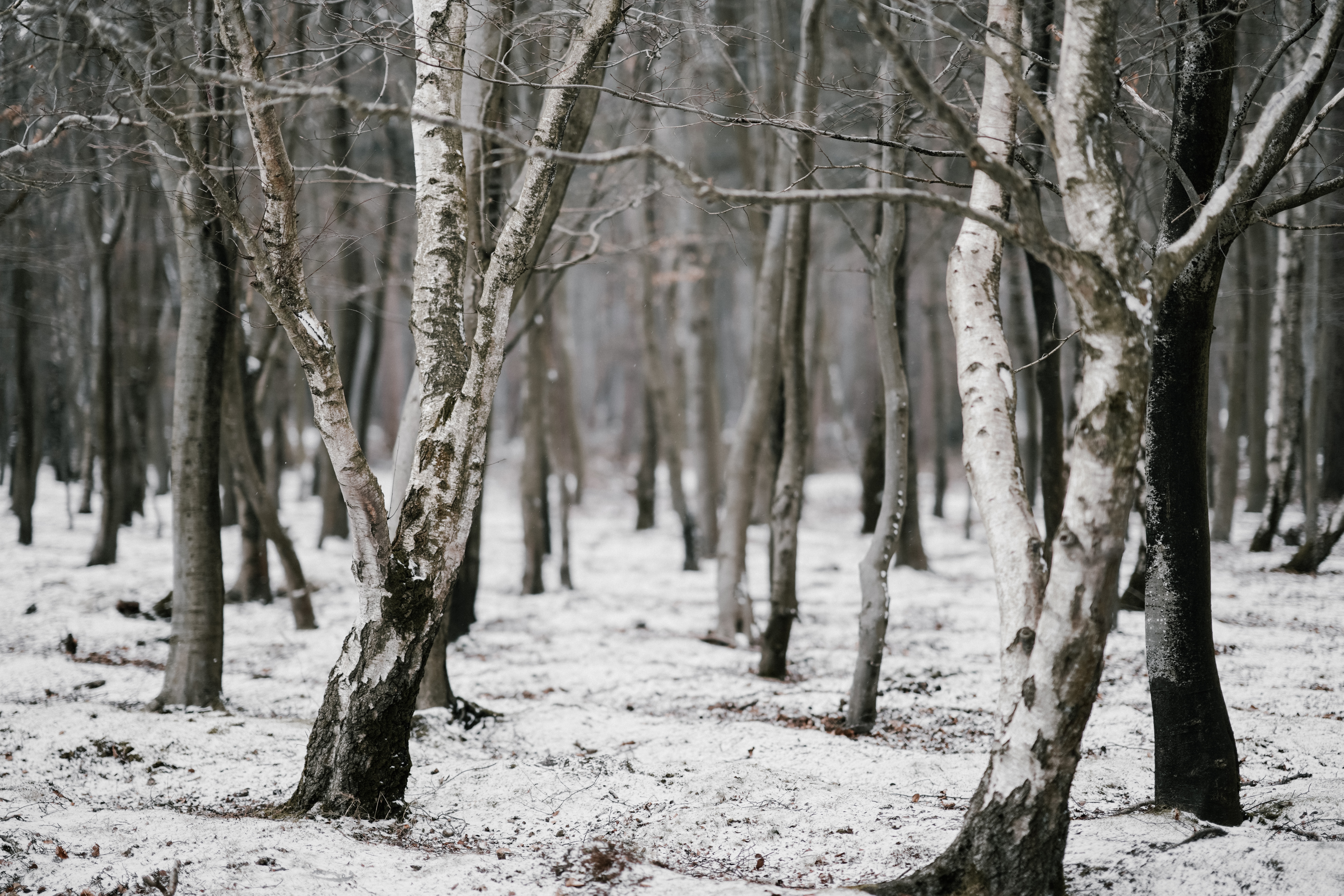 Winter Snow Forest Landscape Nature Trees Pine Trees Mist Photography Depth Of Field Branch Snow Cov 7952x5304