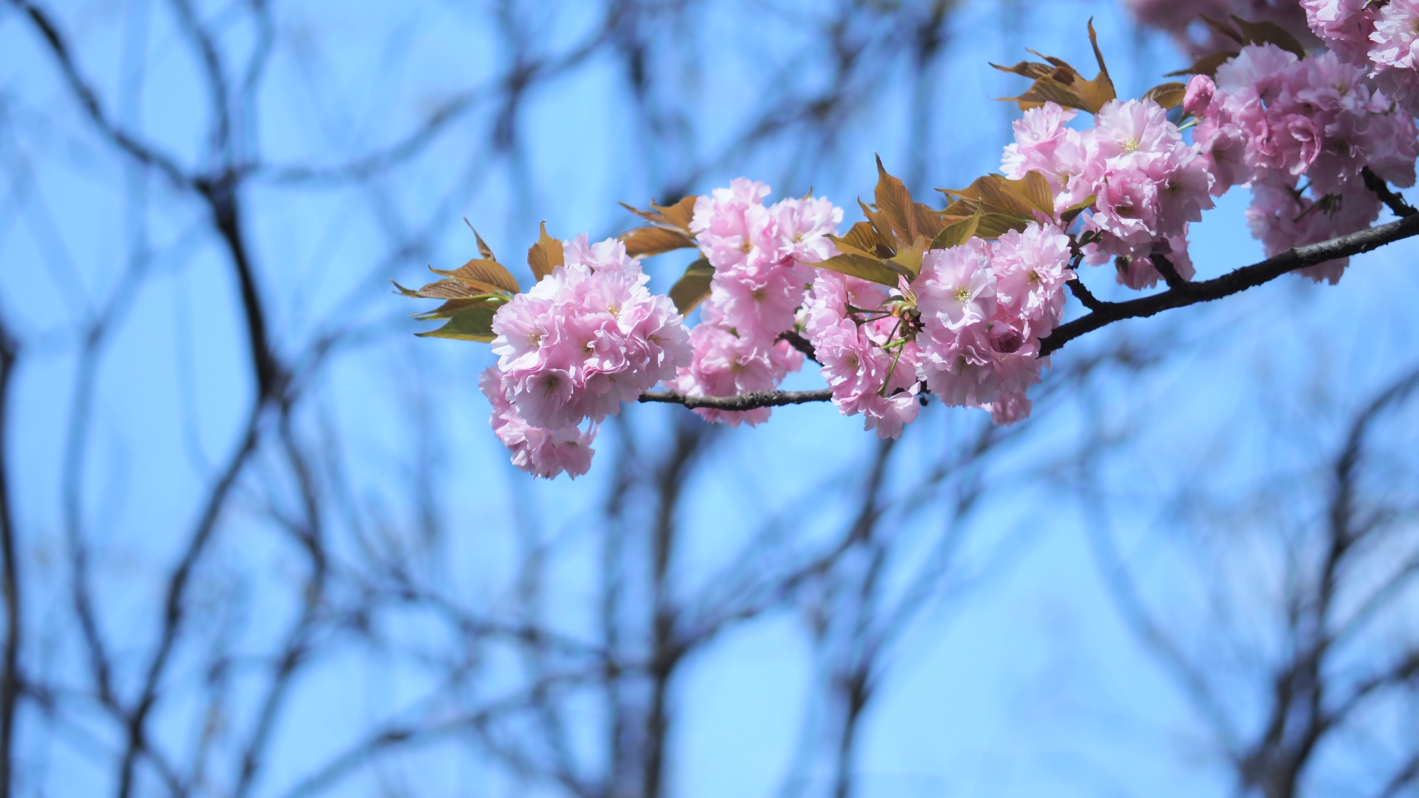 Cherry Blossom Spring Spring Flower Flowers Nature Trees Branch Plants Outdoors 4608x2592