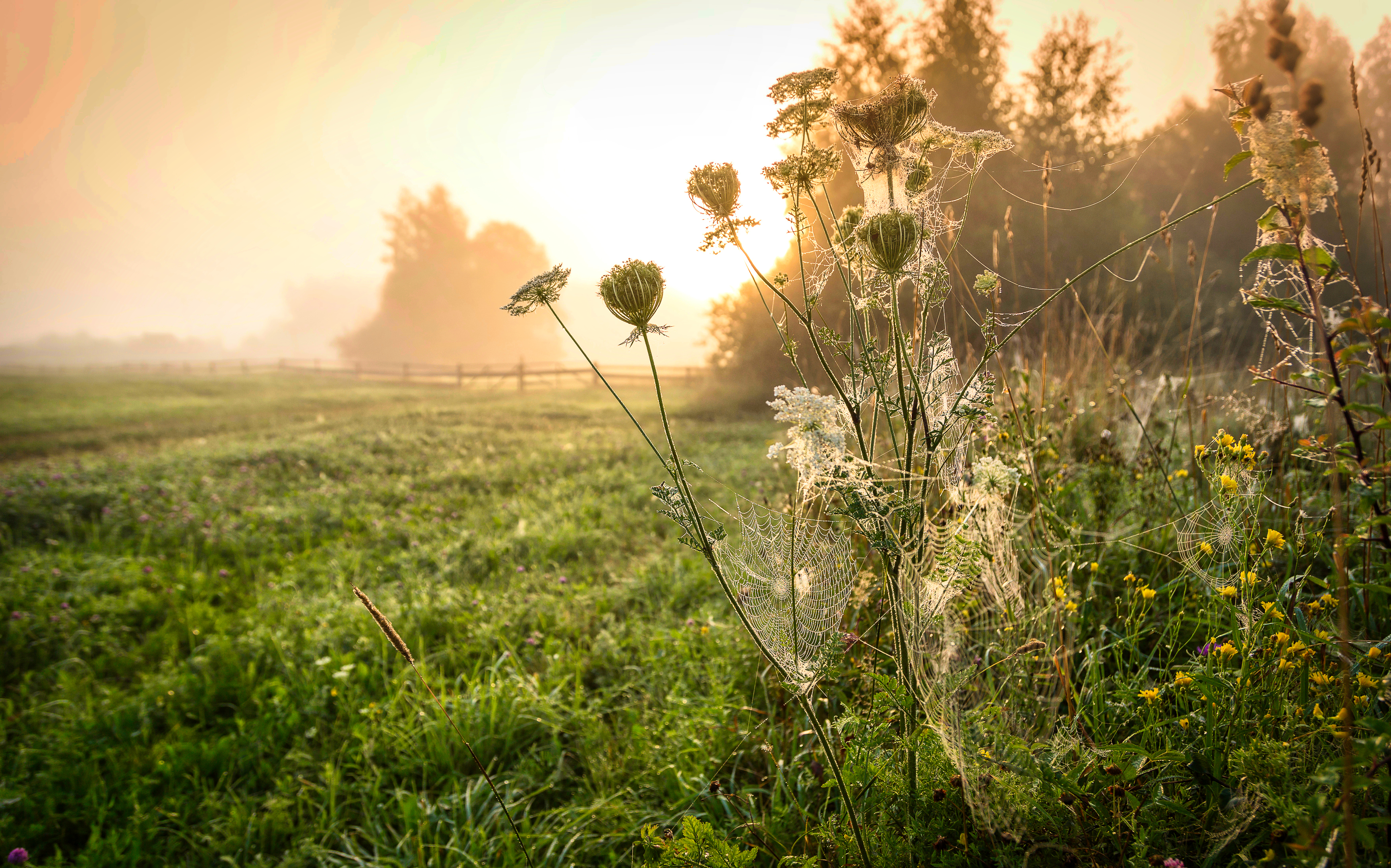 Spiderwebs Grass Dappled Sunlight Mist Landscape Outdoors Photography Nature 3500x2184