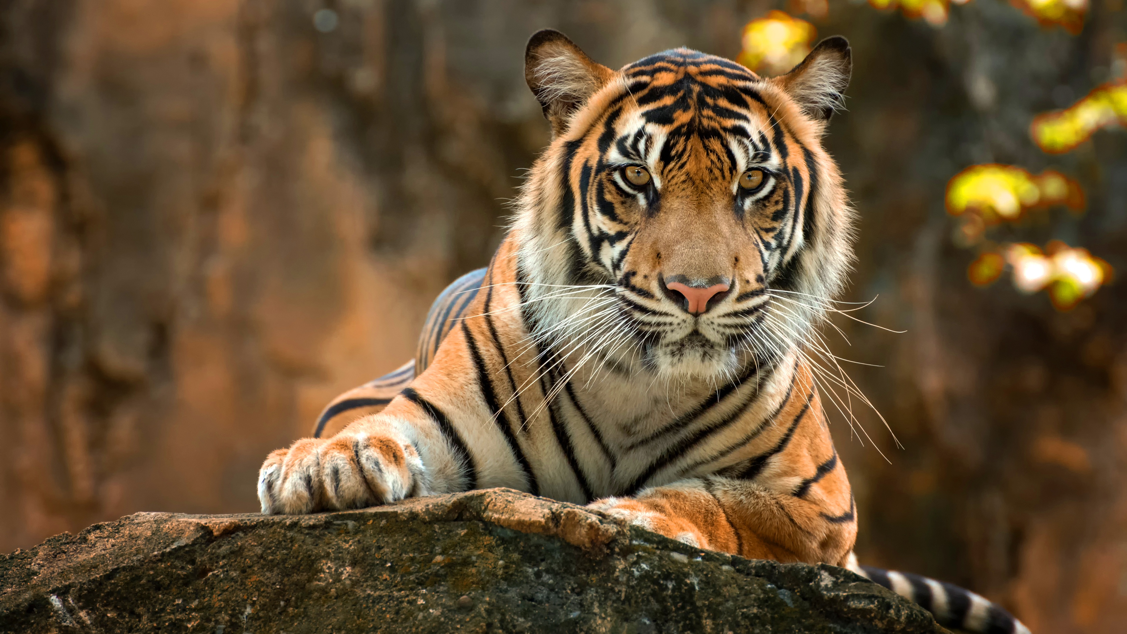 Animal Tiger 3840x2160