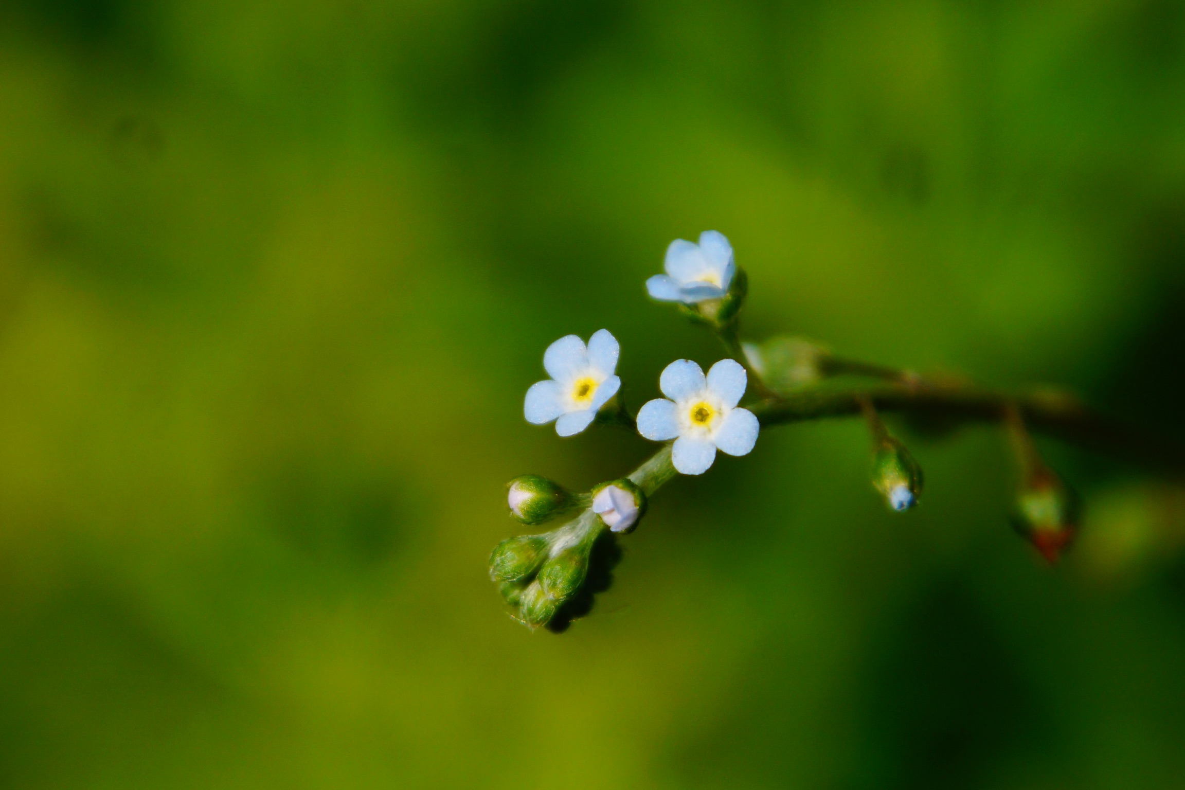 Nature Flowers Spring Plants Blurred Blurry Background Simple Background Minimalism Closeup 2304x1536