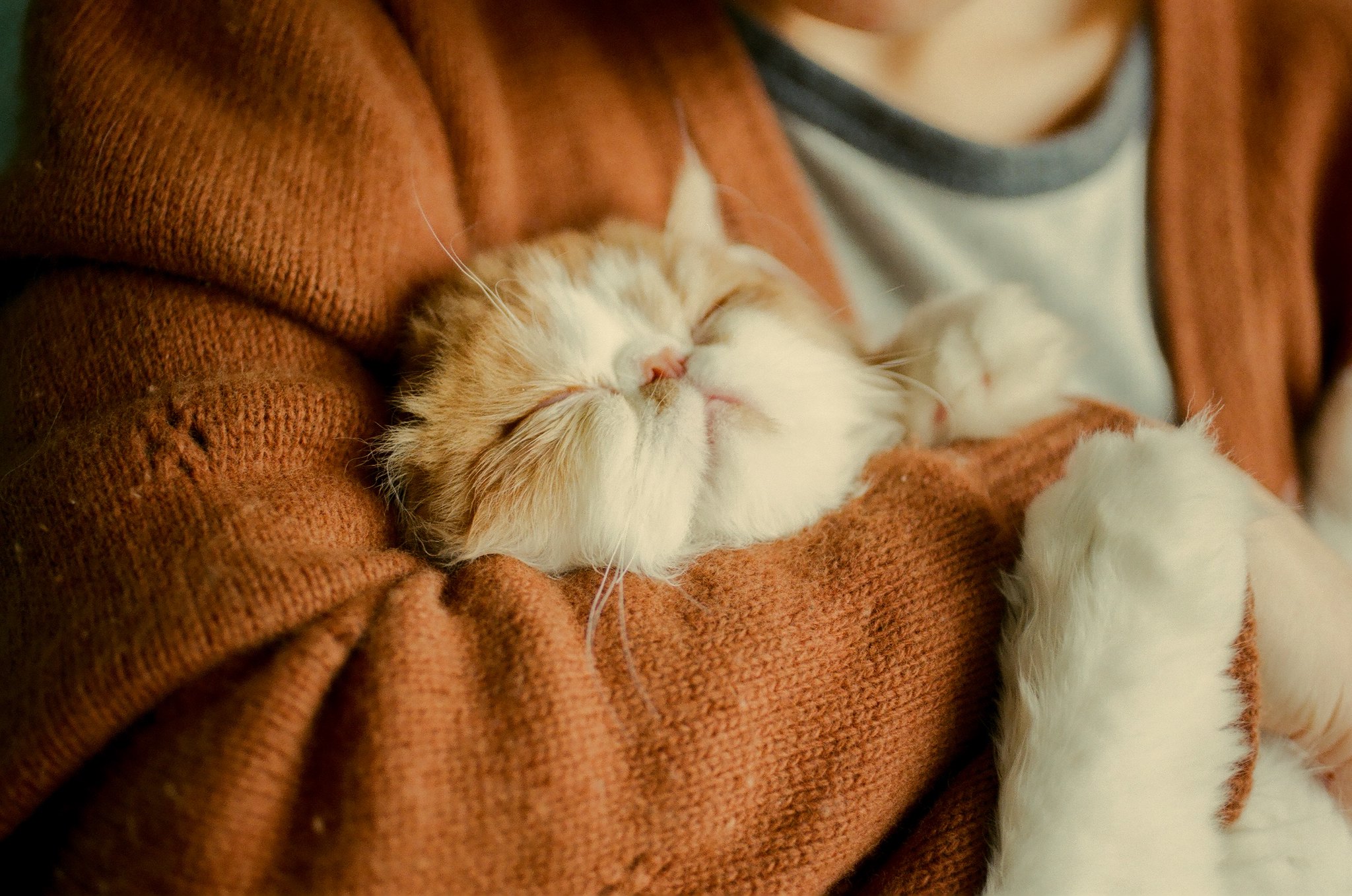 Kitten Hug 2048x1358
