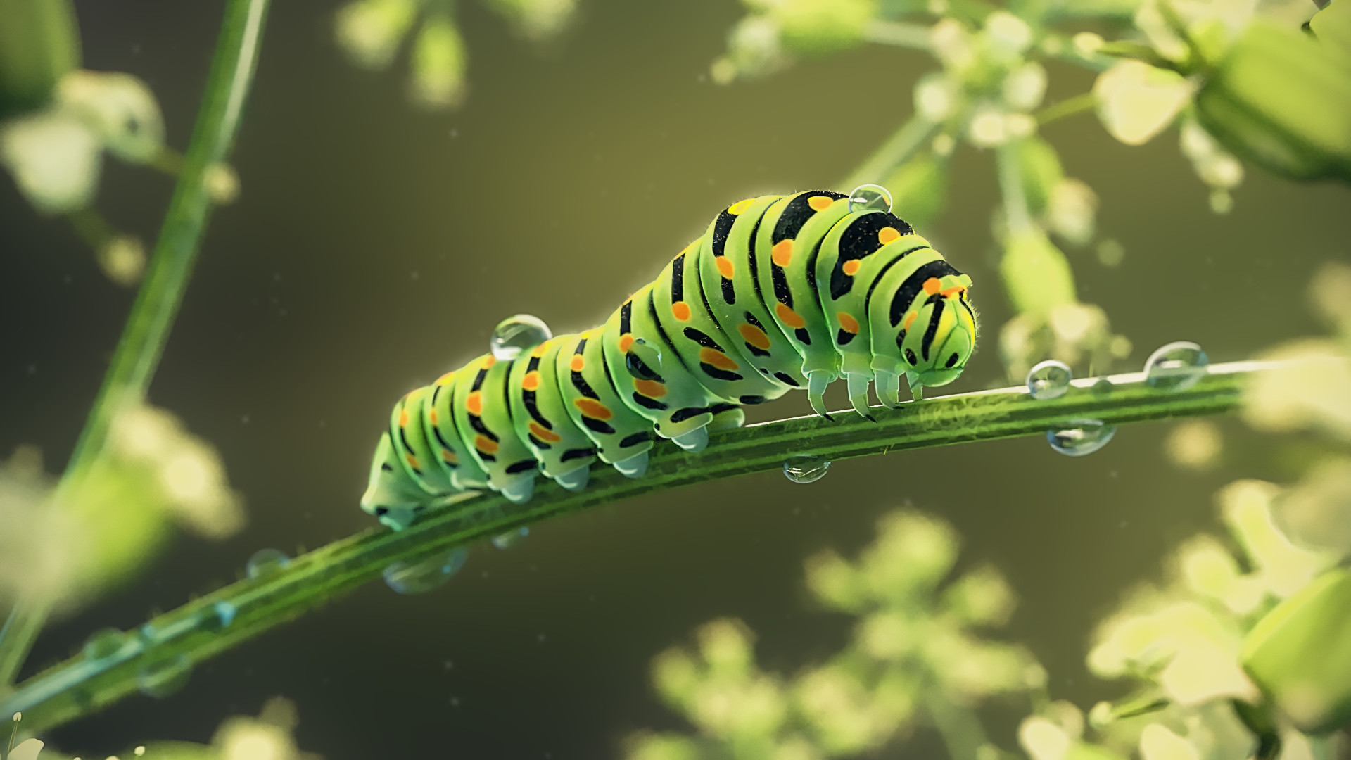 Animal Caterpillar 1920x1080