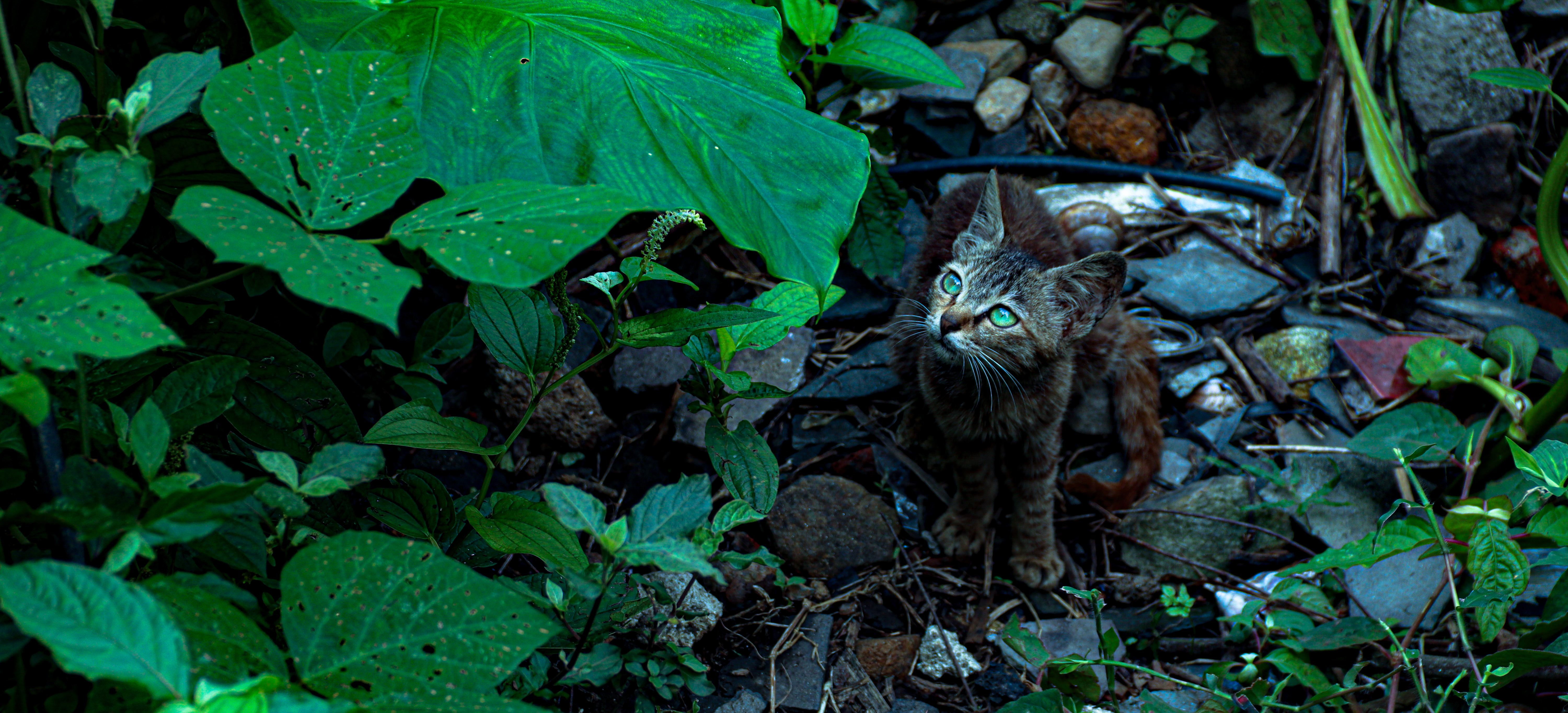 Cats Animal Eyes Canon Vivid Colors Animals Nature Leaves Plants 6000x2727