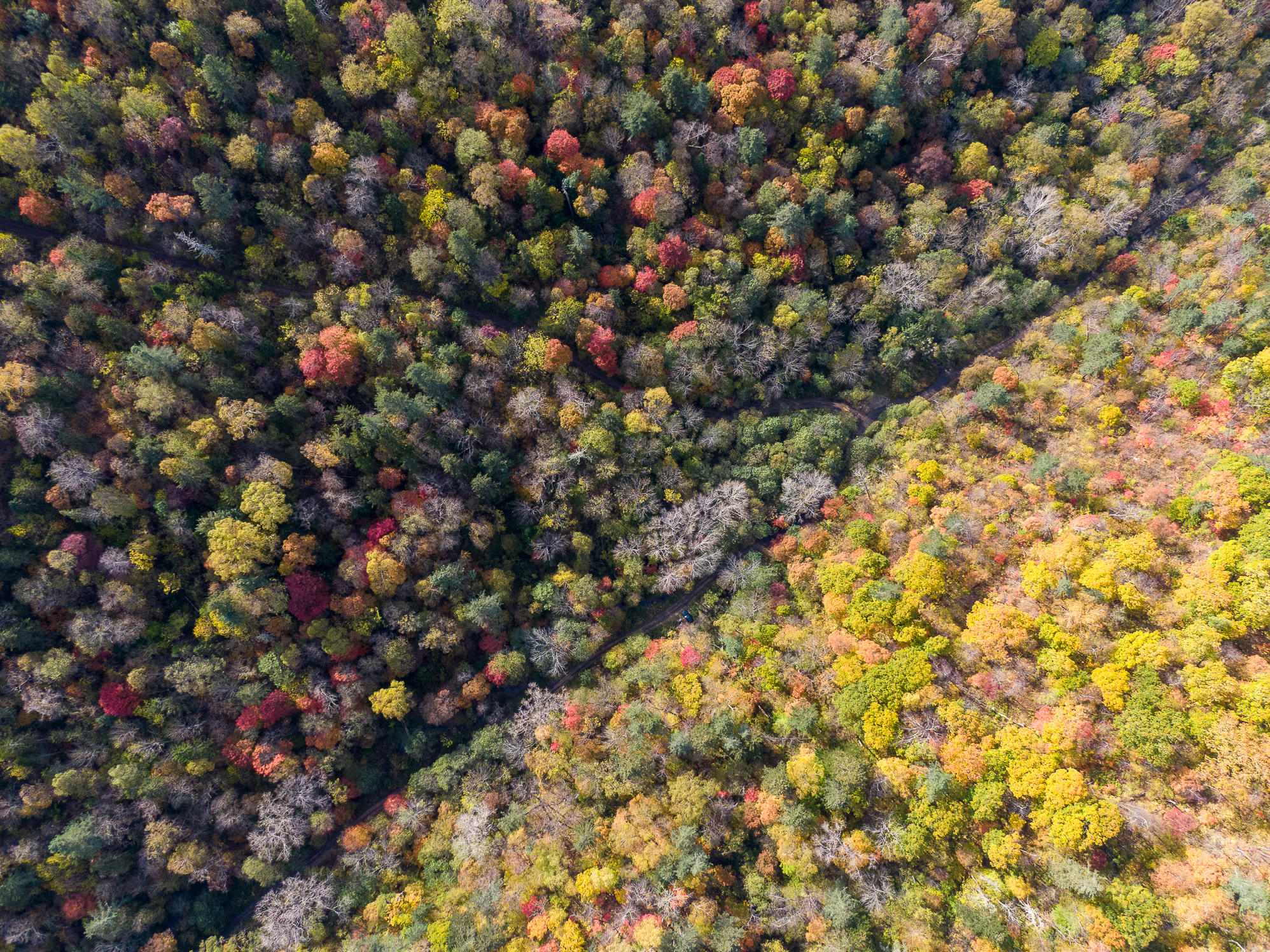 Nature Landscape Drone Photo Fall Trees 1996x1496