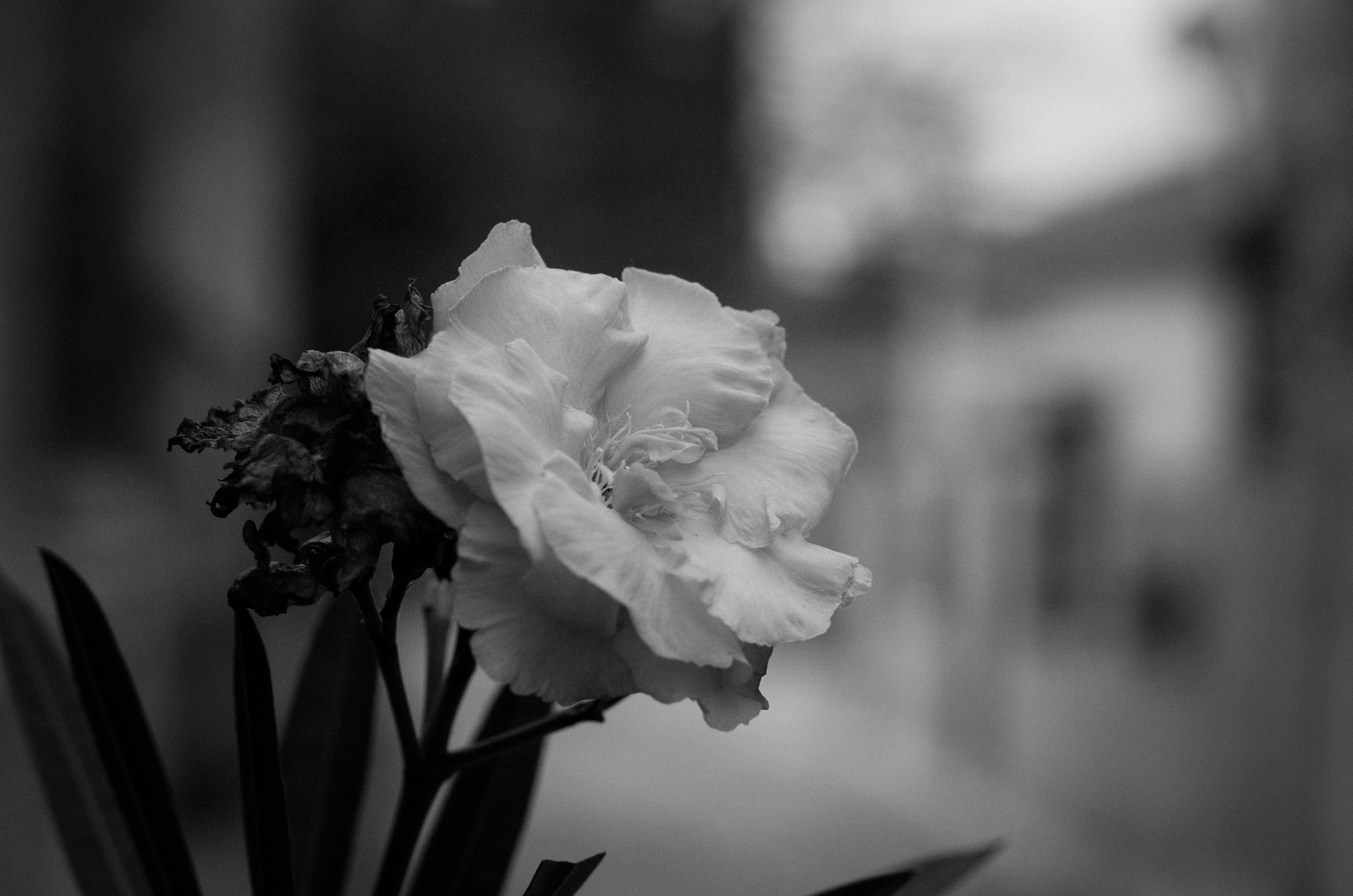 Flowers Monochrome Photography Plants Closeup Leaves Blurry Background Blurred 4928x3264