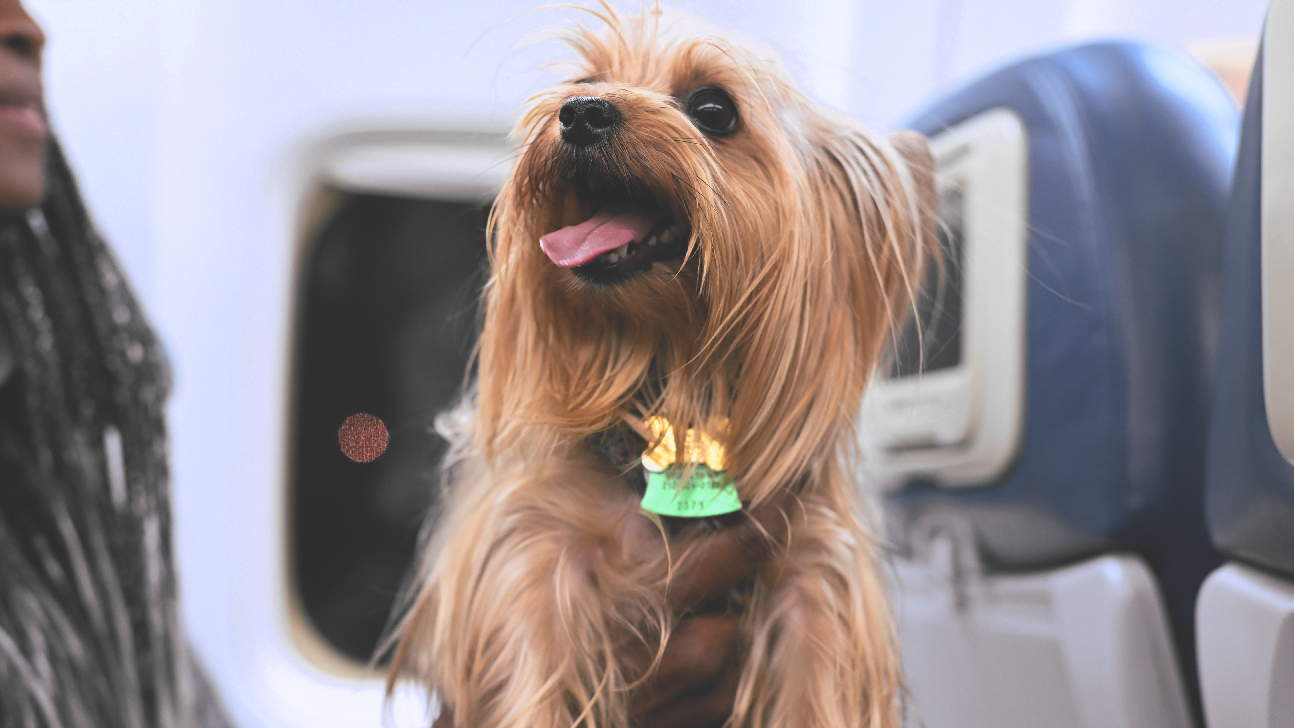 Yorkshire Terrier Dog Mammals Animals Tongue Out Kyle Larivee 4528x2547