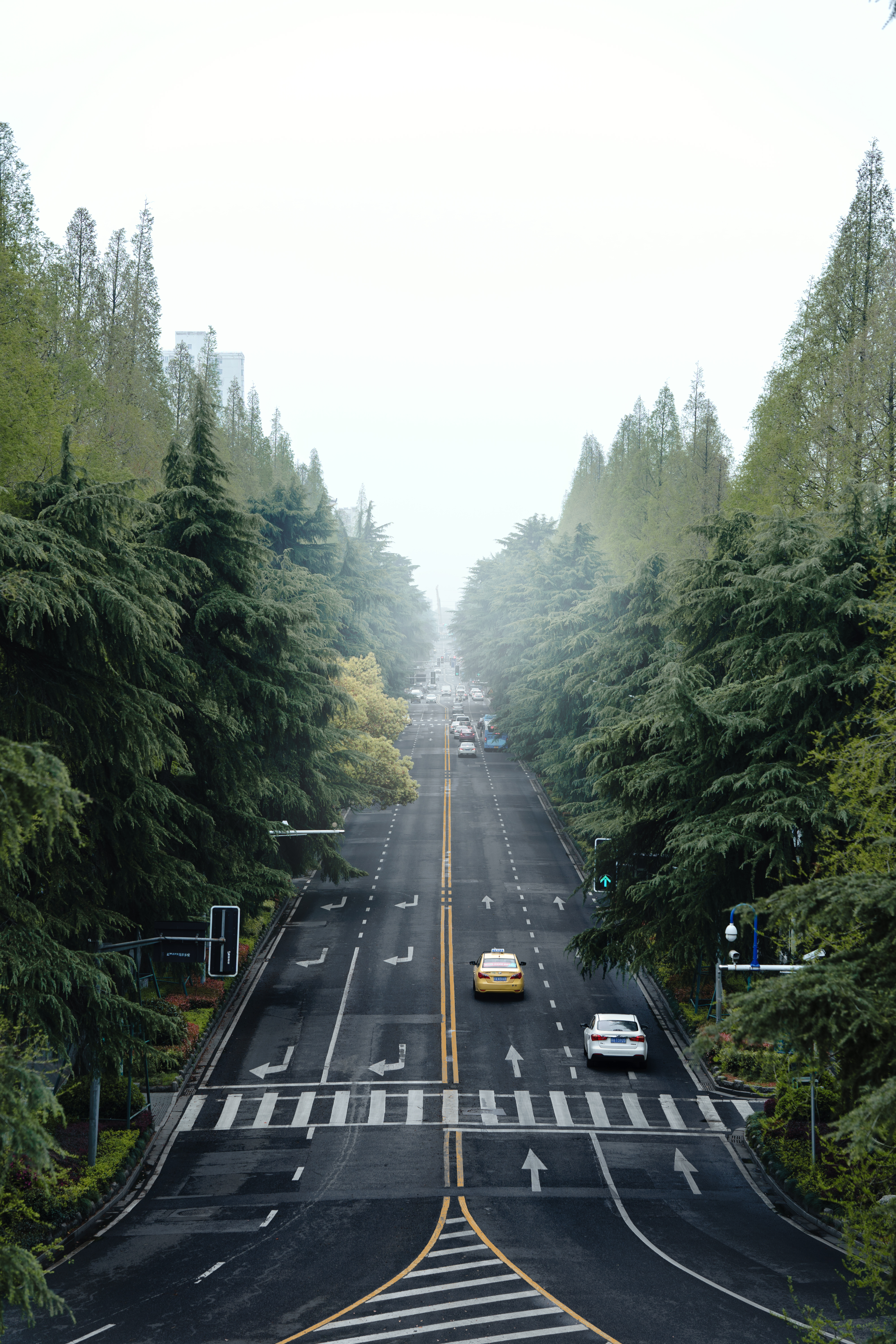 Nanjing Car Road Portrait Display Forest Photography Overcast 4000x6000
