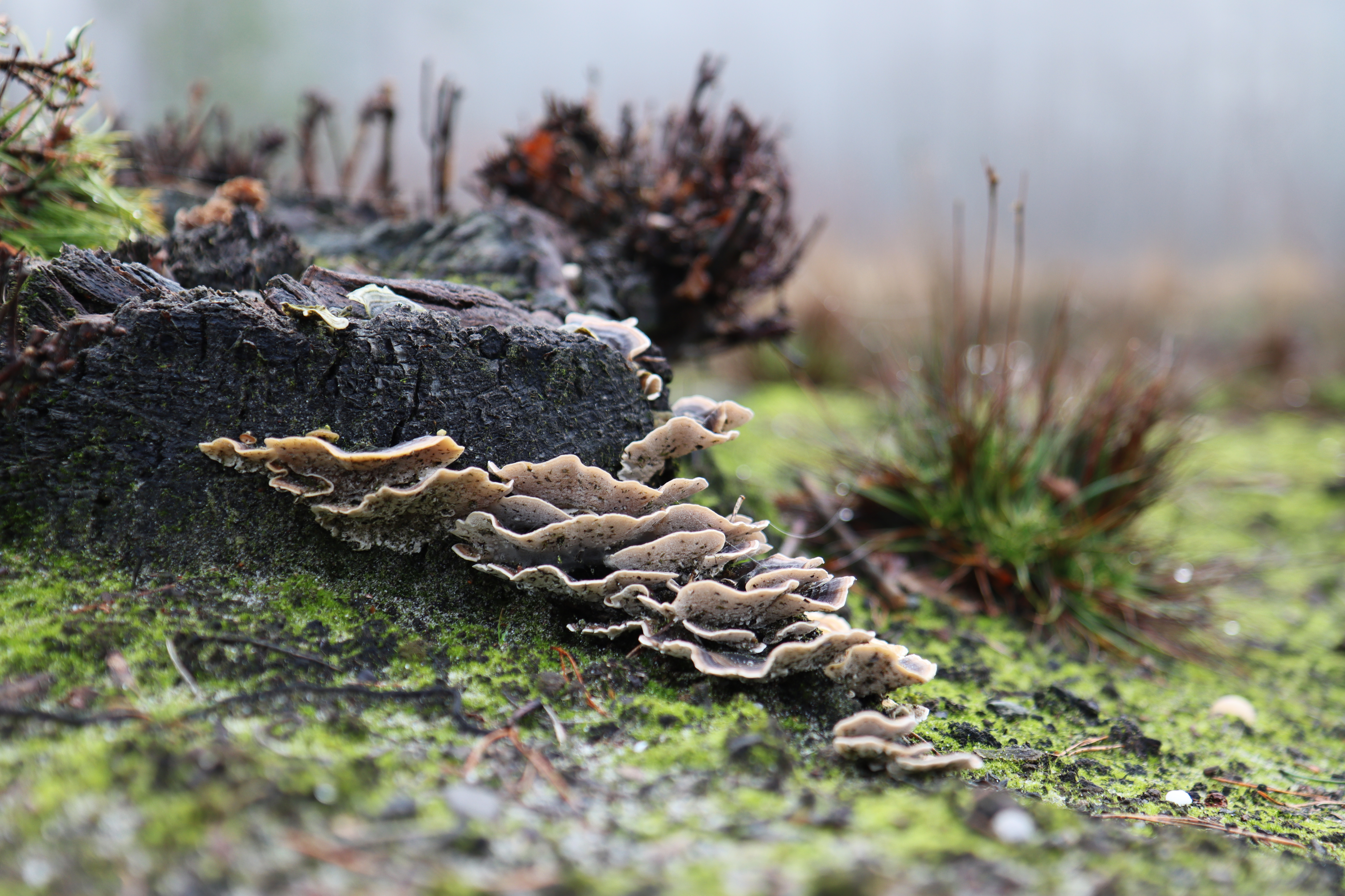 Nature Forest Fungus Closeup 6960x4640