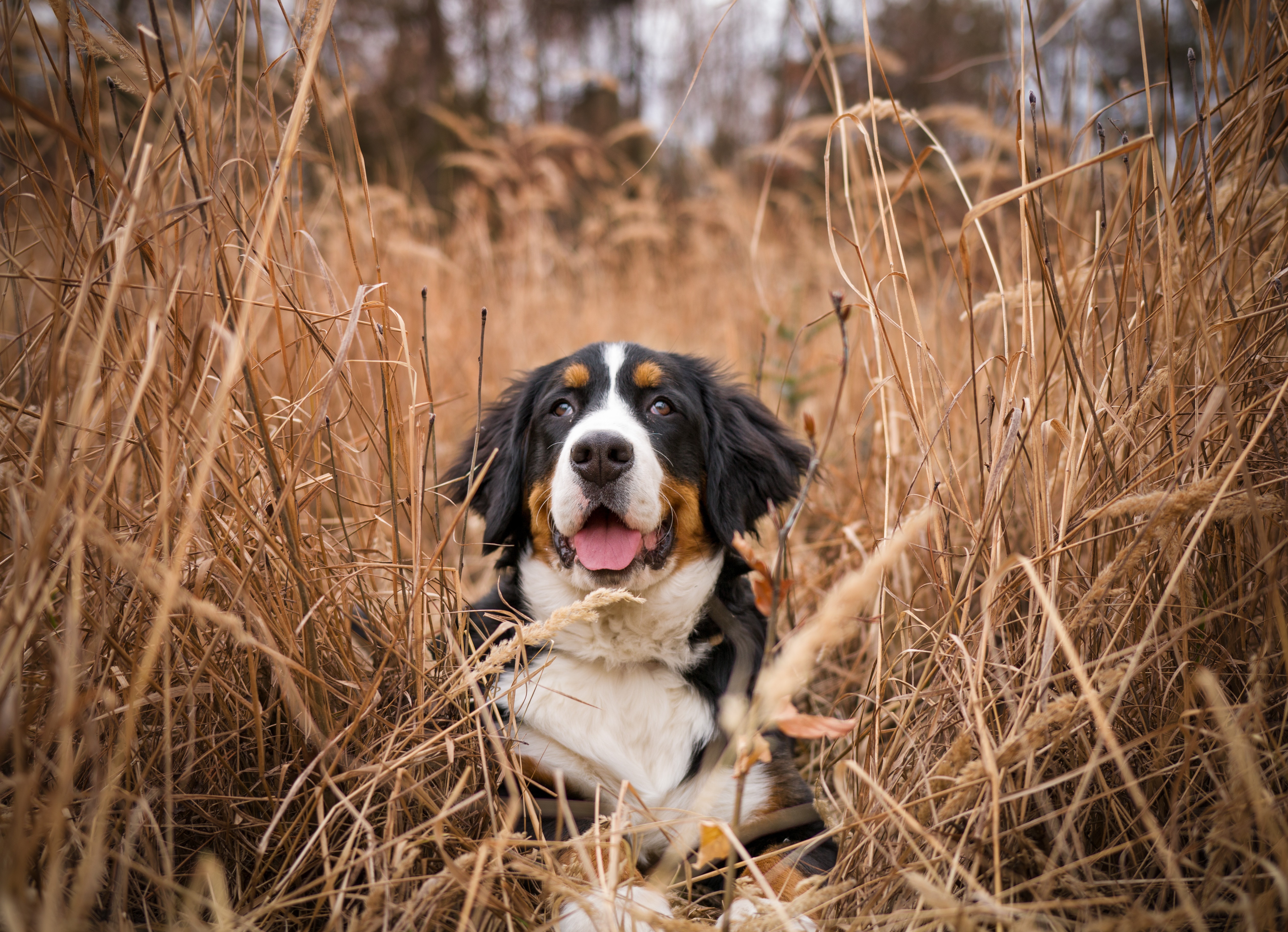 Animal Bernese Mountain Dog 5040x3648