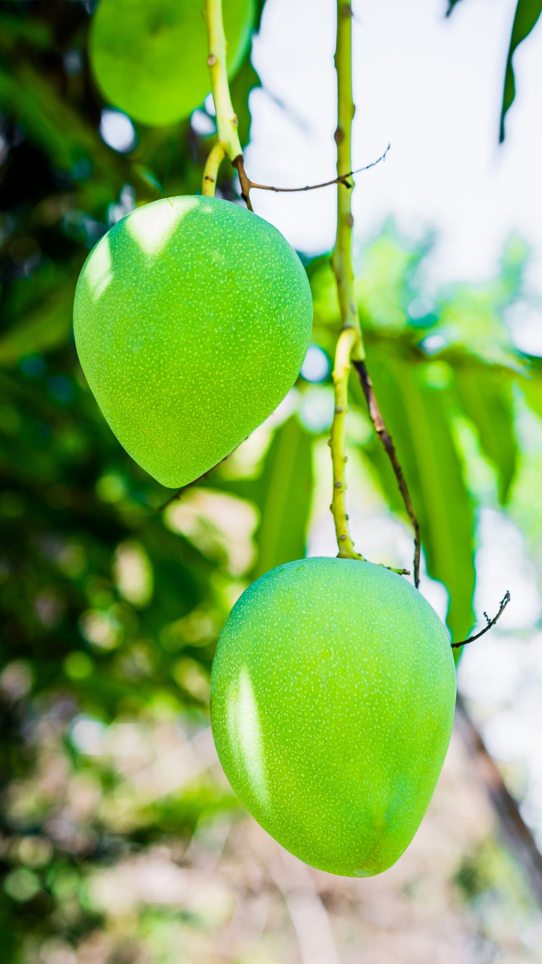 Nature Mangos Fruit Closeup 1080x1920