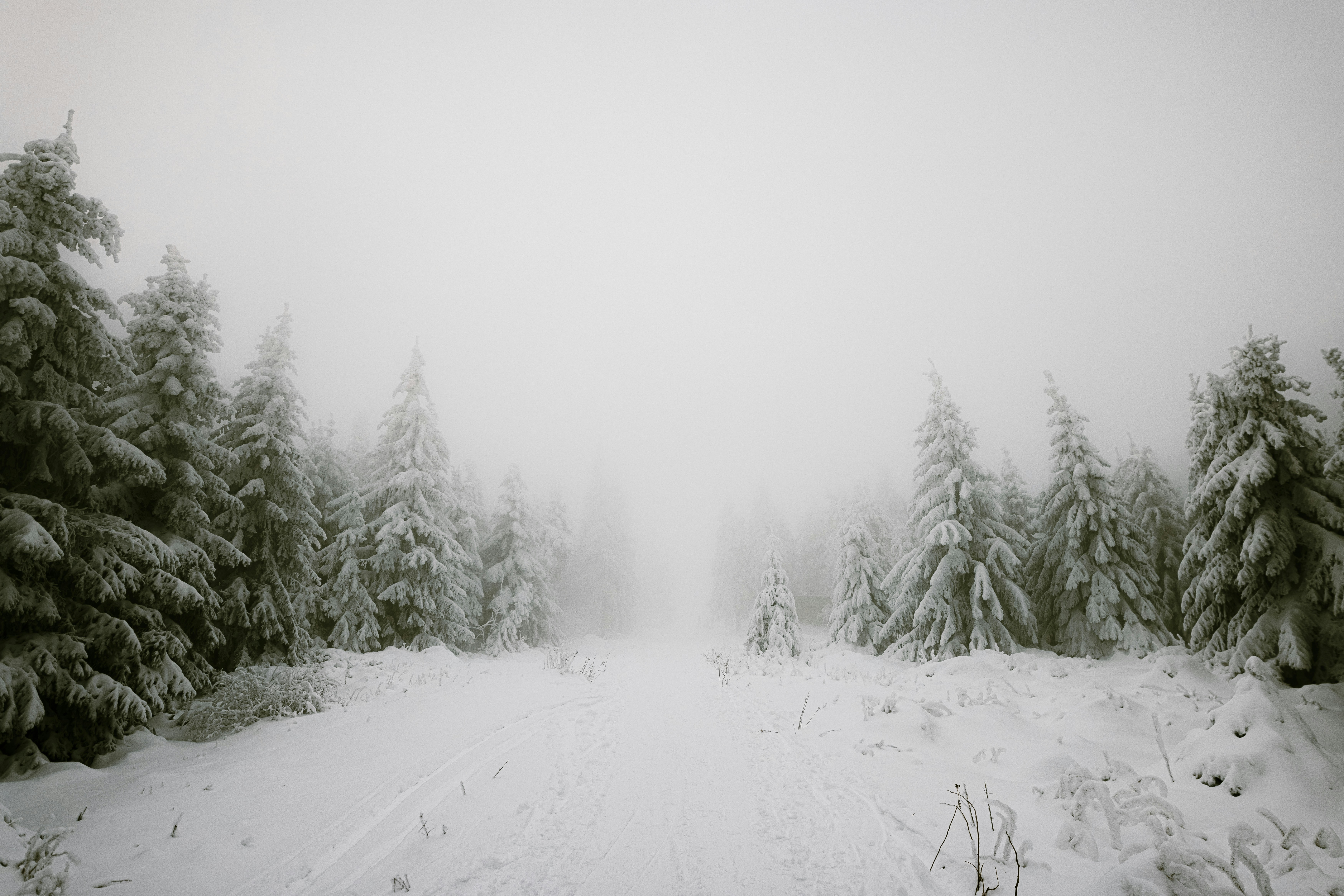 Winter Snow Forest Landscape Nature Trees Pine Trees Mist Photography 7000x4669