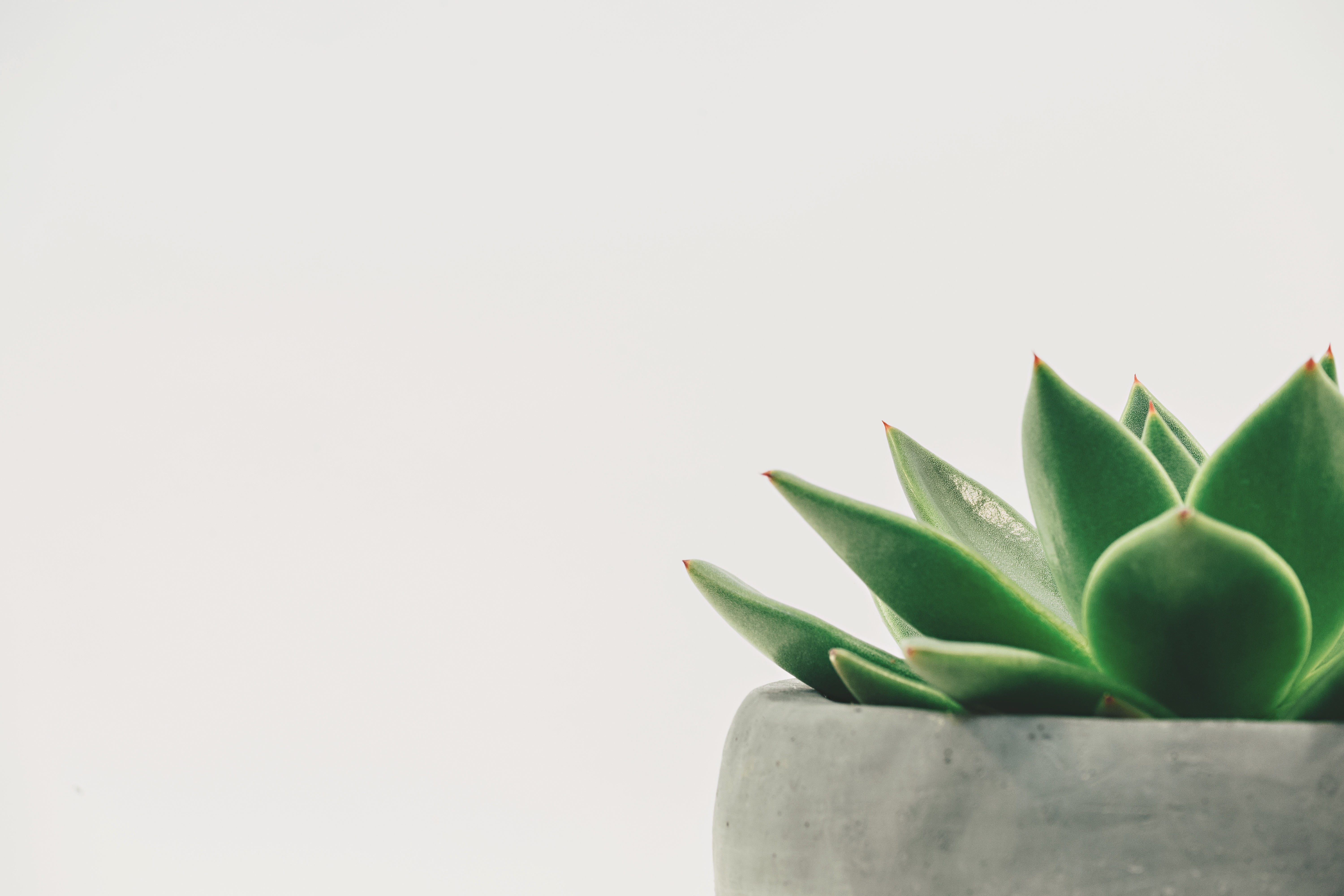 Succulent Plants Simple Background White Background Minimalism Leaves 6000x4000