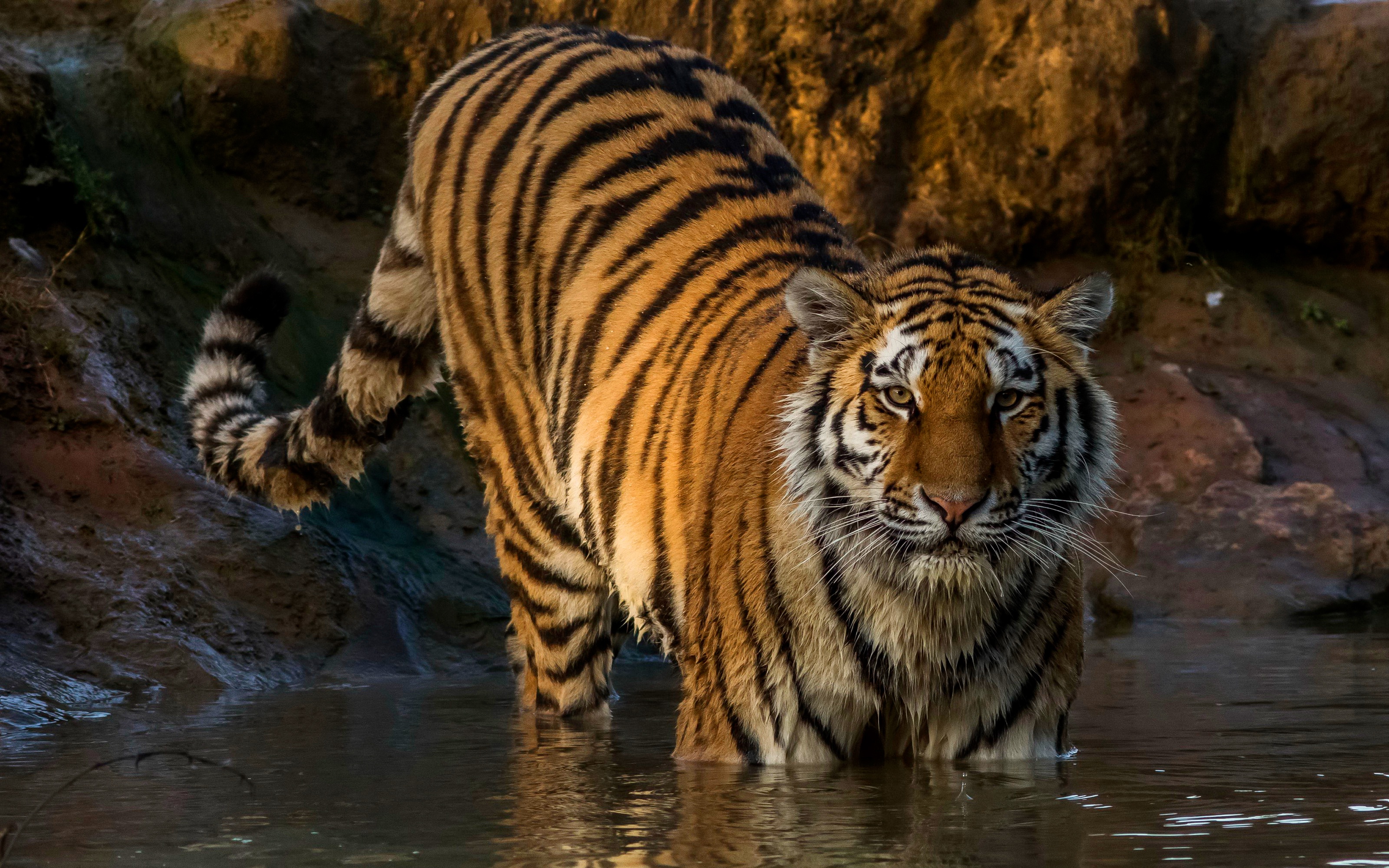 Animal Tiger 3200x2000