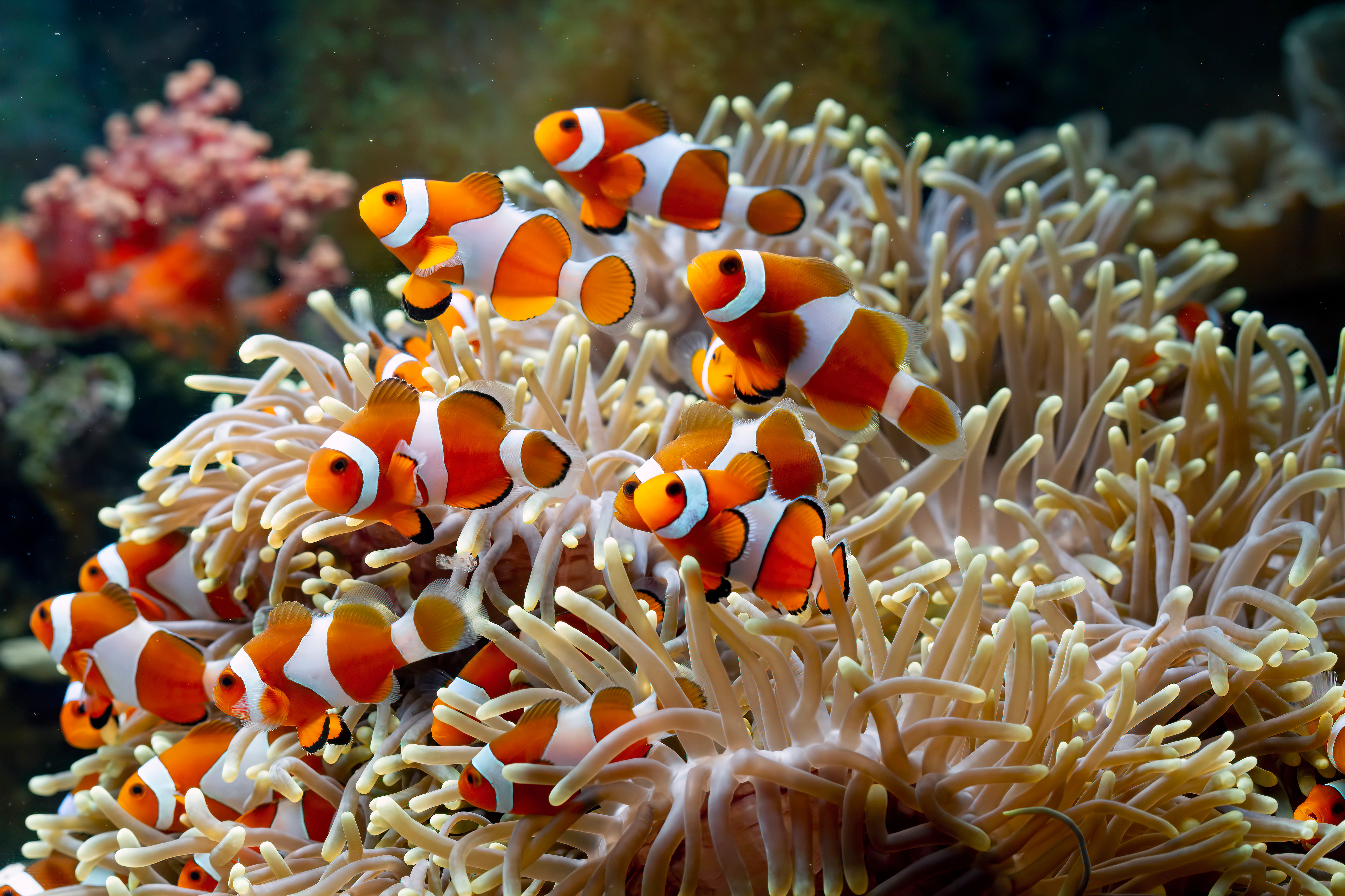Fish Coral Clownfish Sea Anemones Colorful Orange Sea Underwater Nature 5184x3456