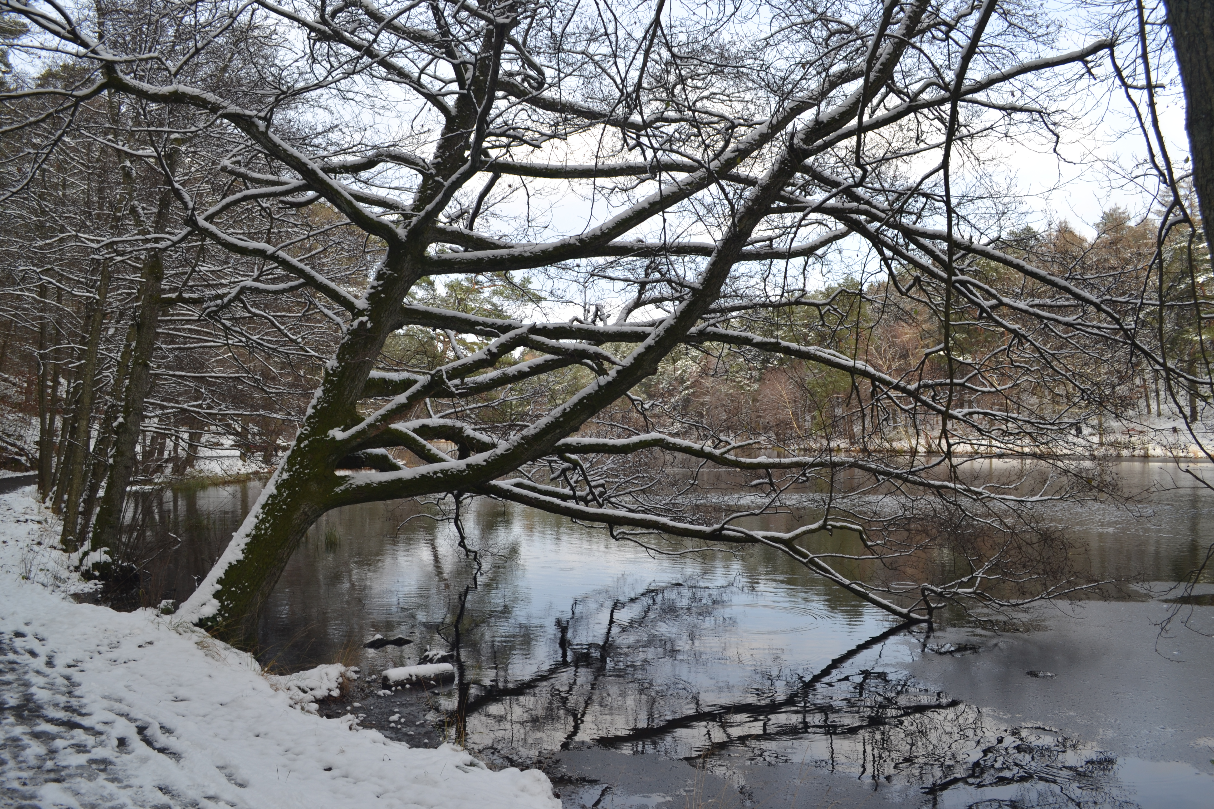 Park Lake Winter Nature Snow Water Trees 4608x3072