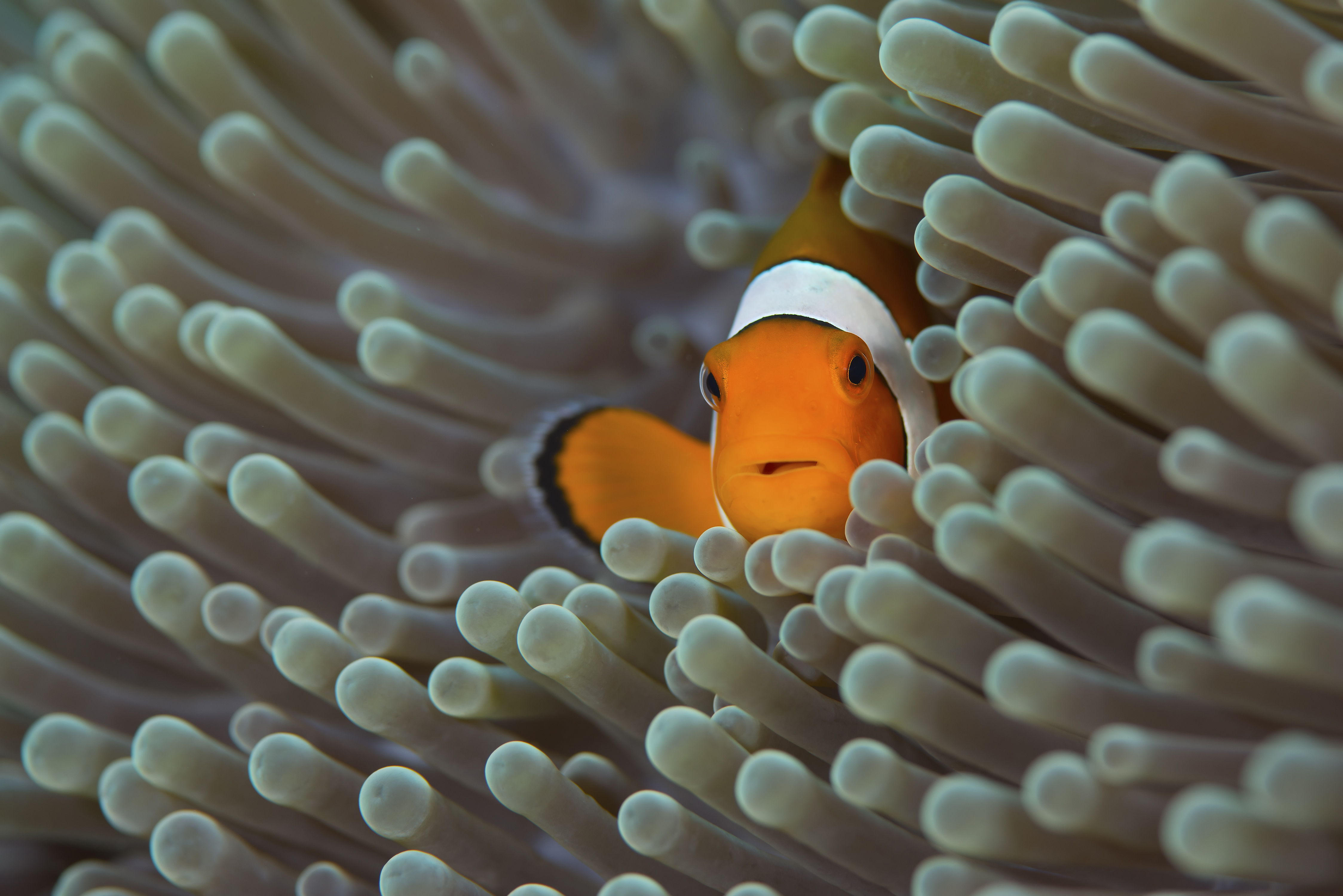 Clownfish Simple Background Fish Sea Life Animals 4495x3000