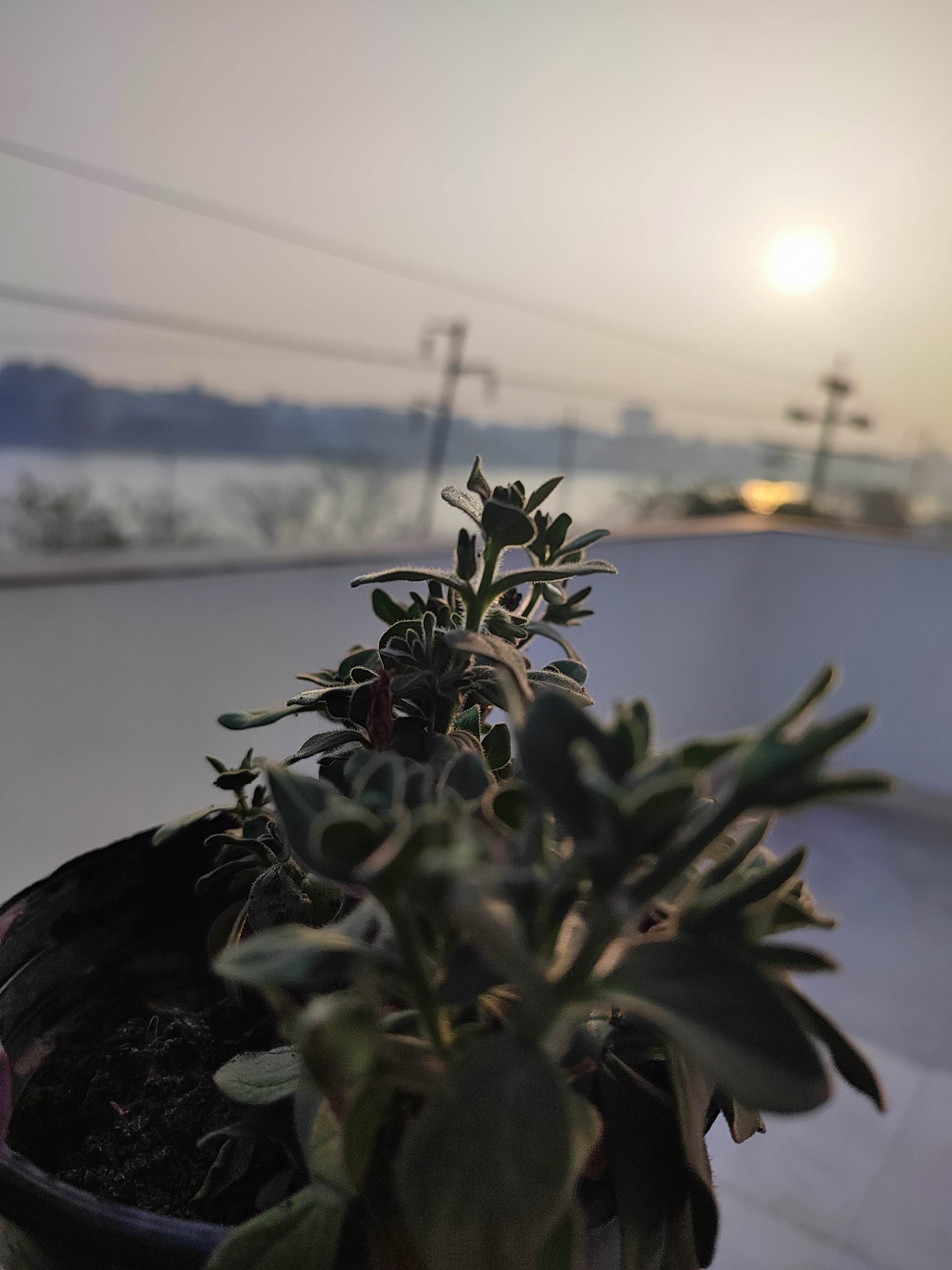 Nature Closeup Leaves Plants Sunset Blurry Background Vertical 3000x4000